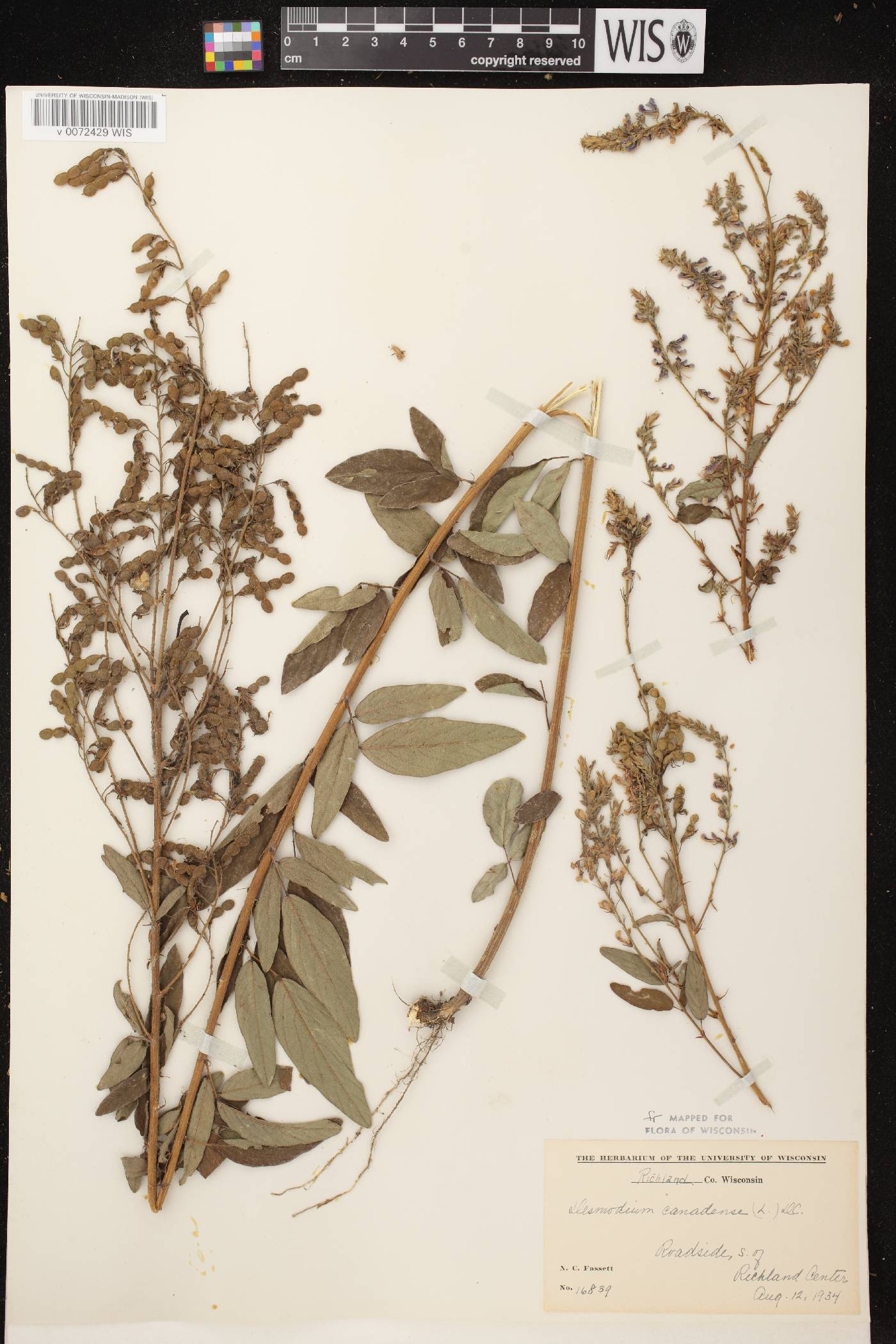Desmodium canadense image
