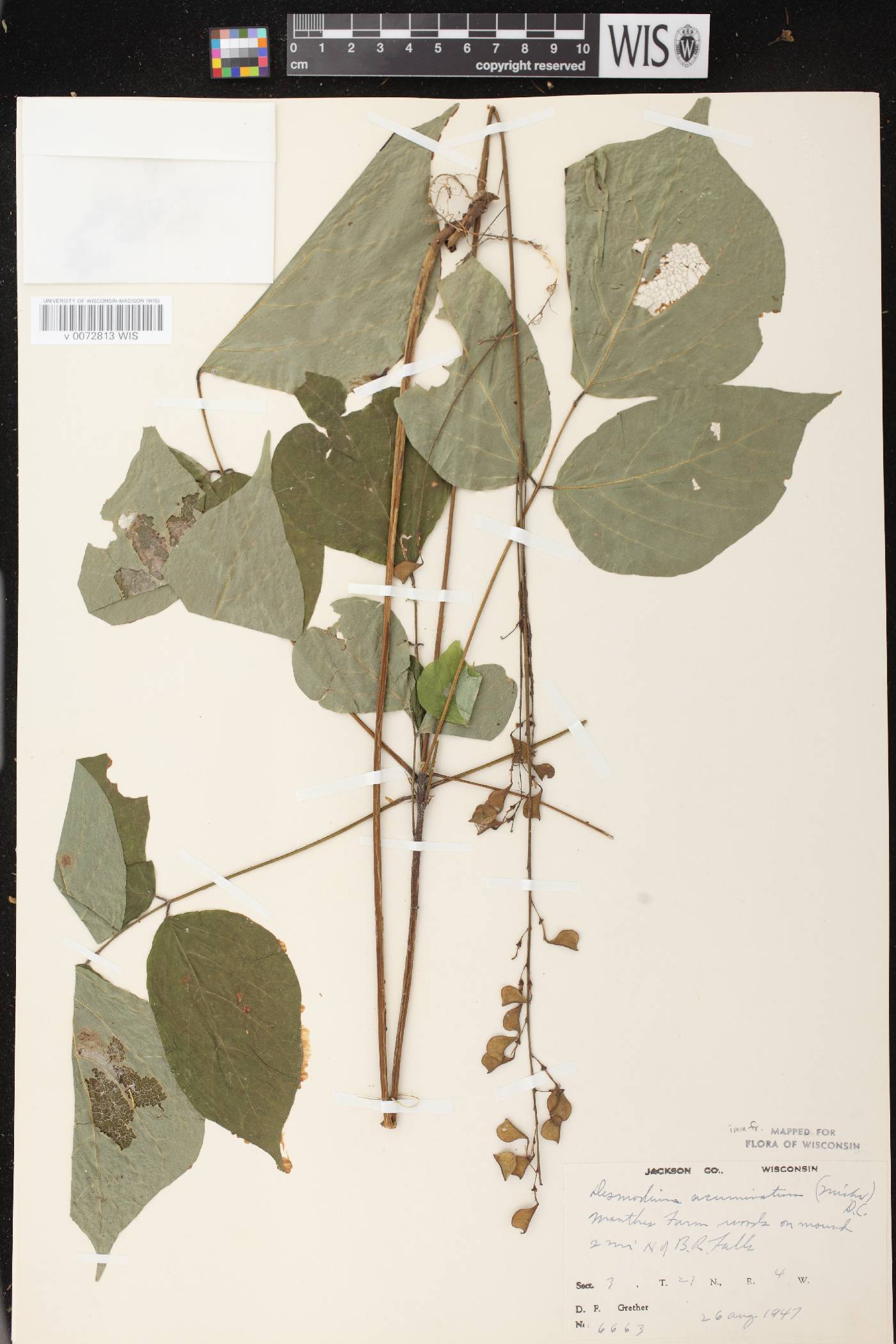 Hylodesmum glutinosum image