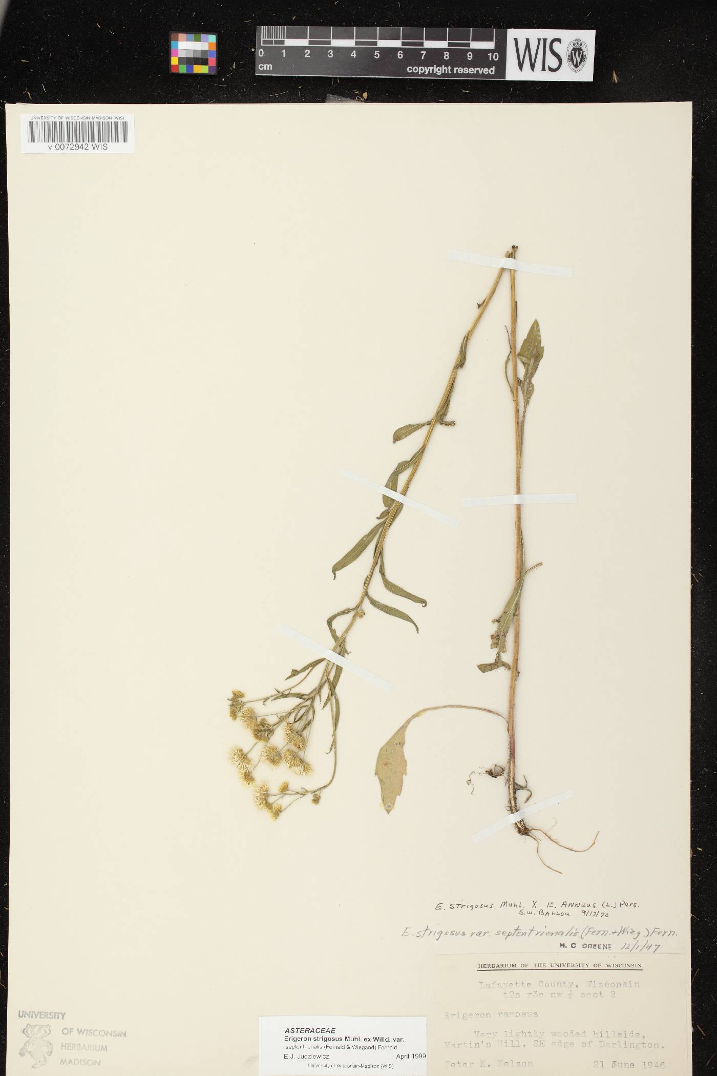Erigeron strigosus var. septentrionalis image
