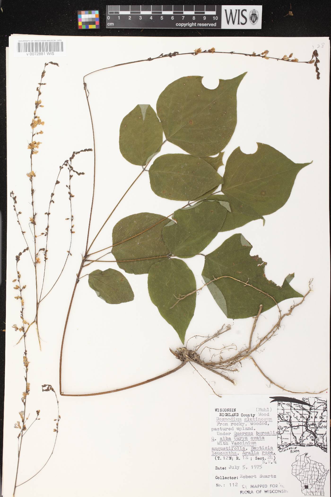 Hylodesmum glutinosum image