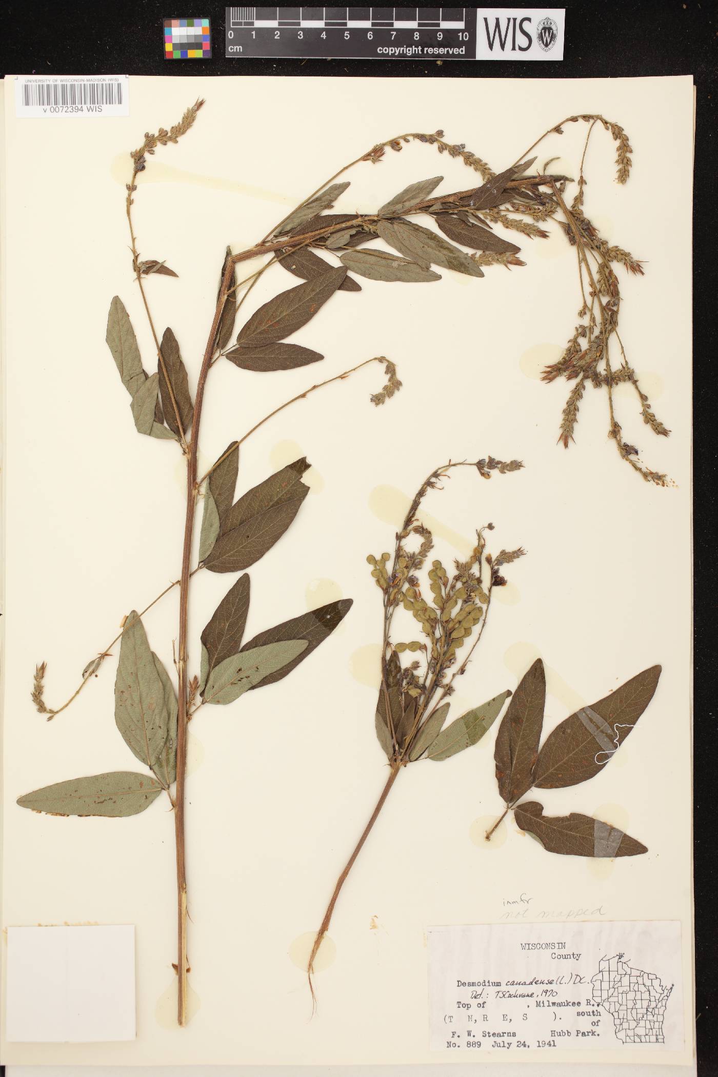 Desmodium canadense image