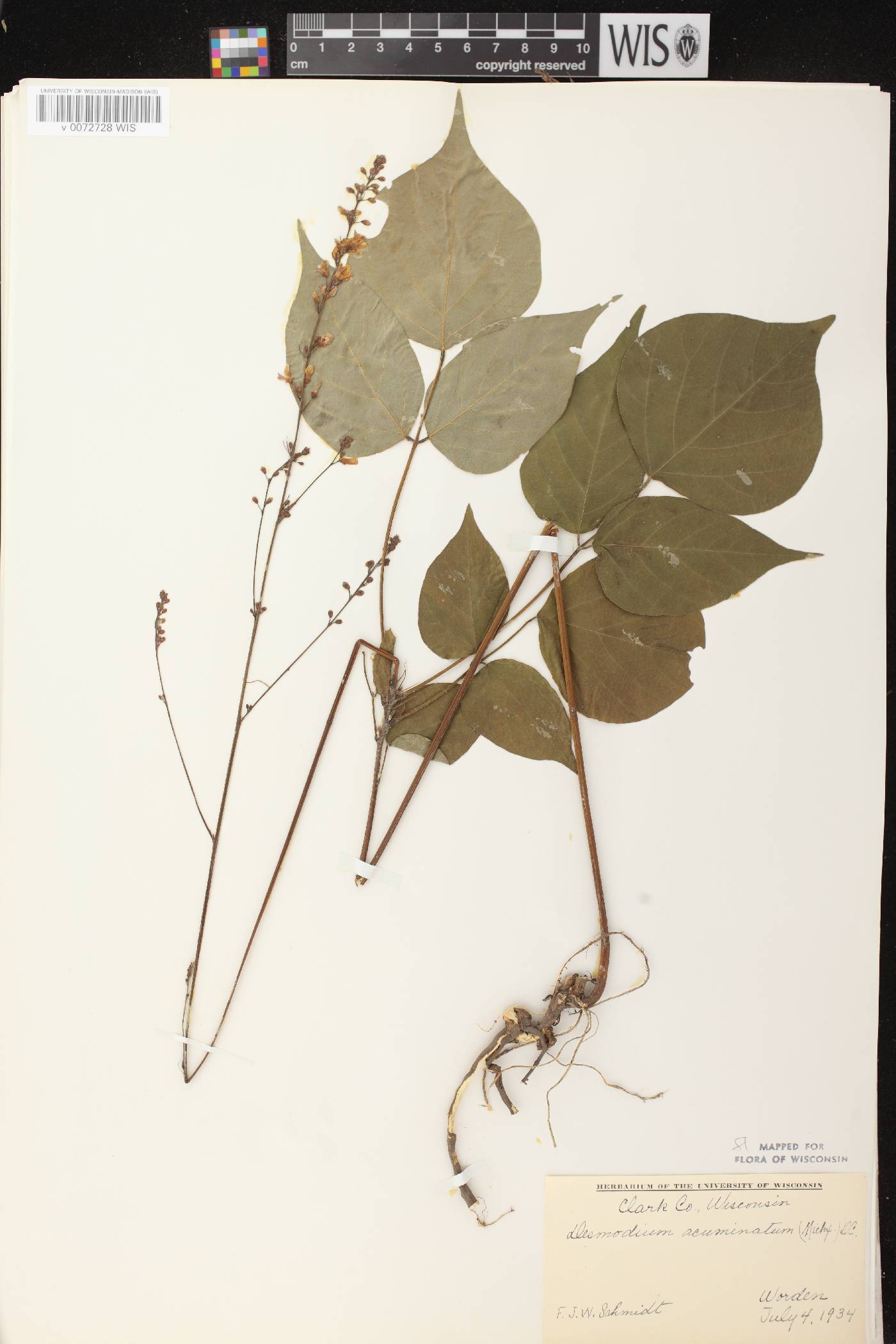 Hylodesmum glutinosum image