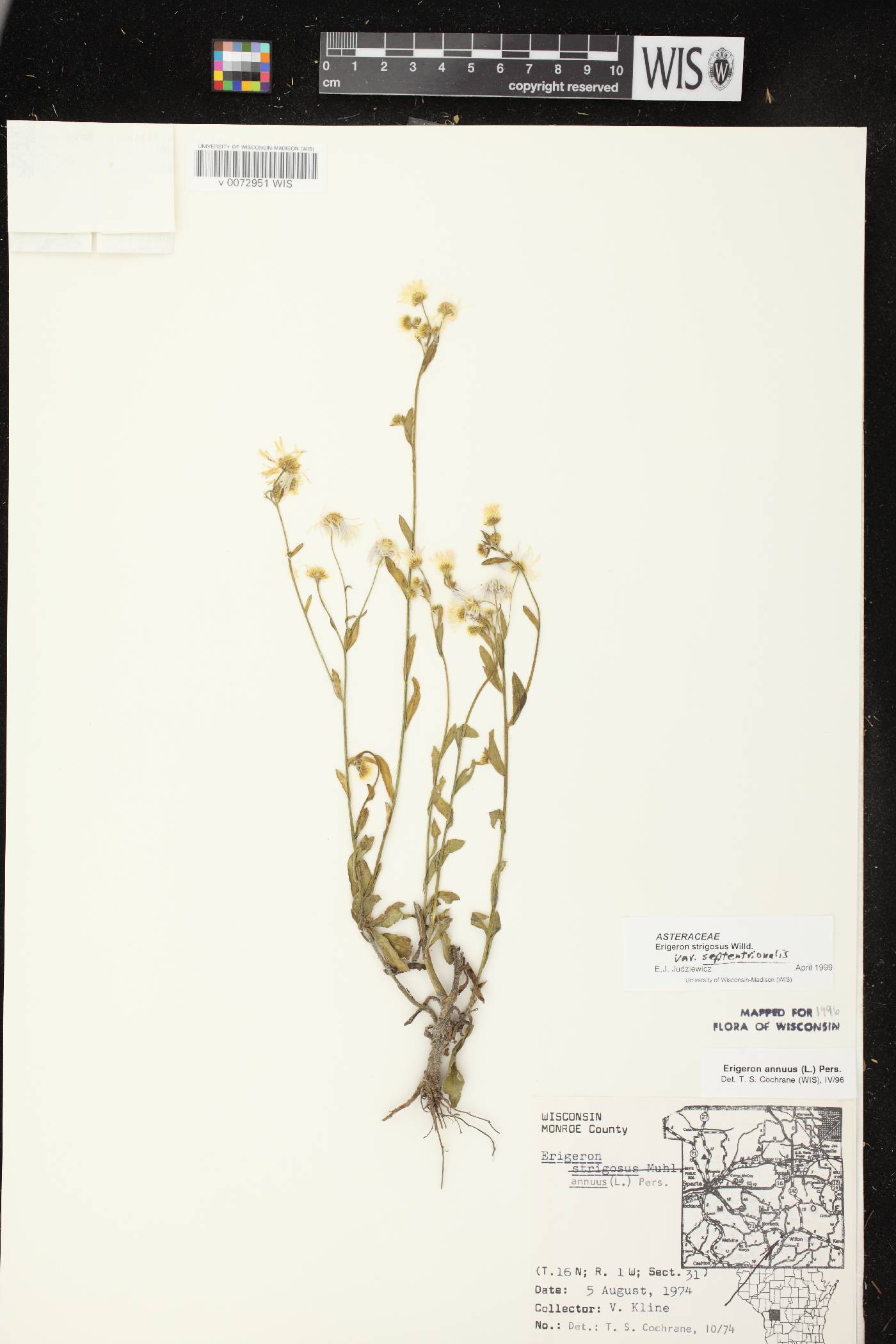 Erigeron strigosus var. septentrionalis image