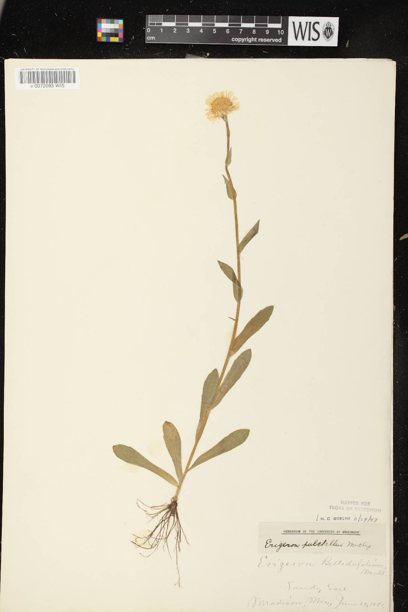 Erigeron pulchellus image