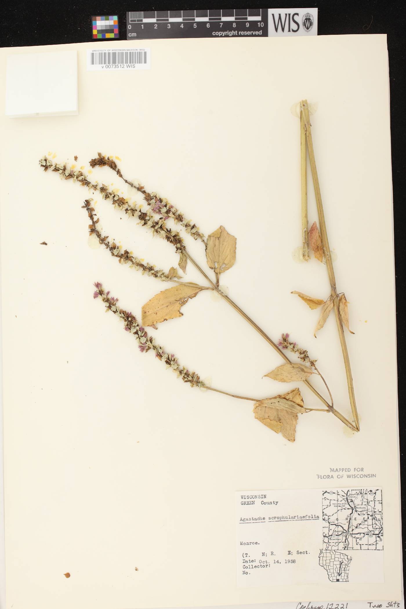 Agastache scrophulariifolia image