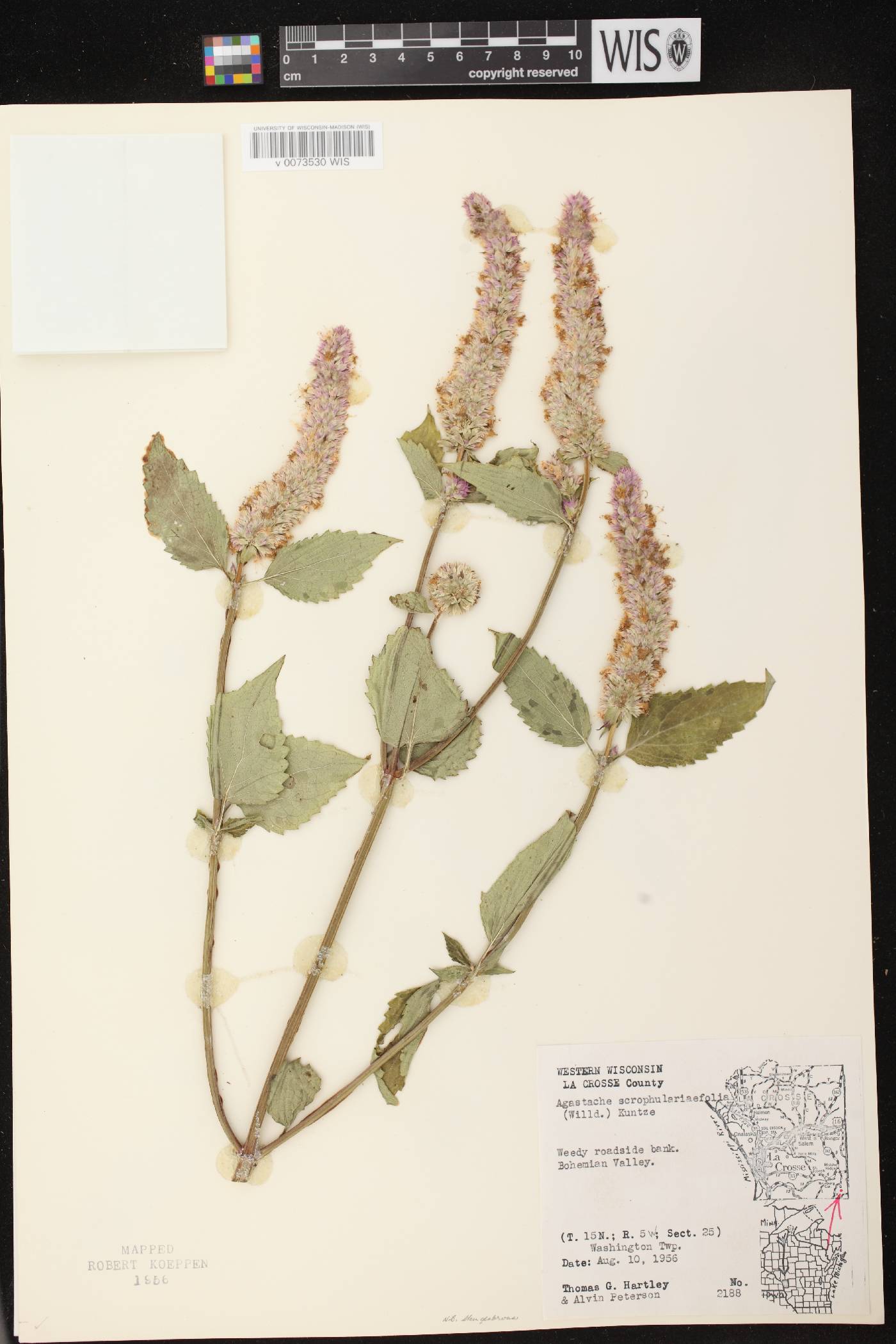 Agastache scrophulariifolia image