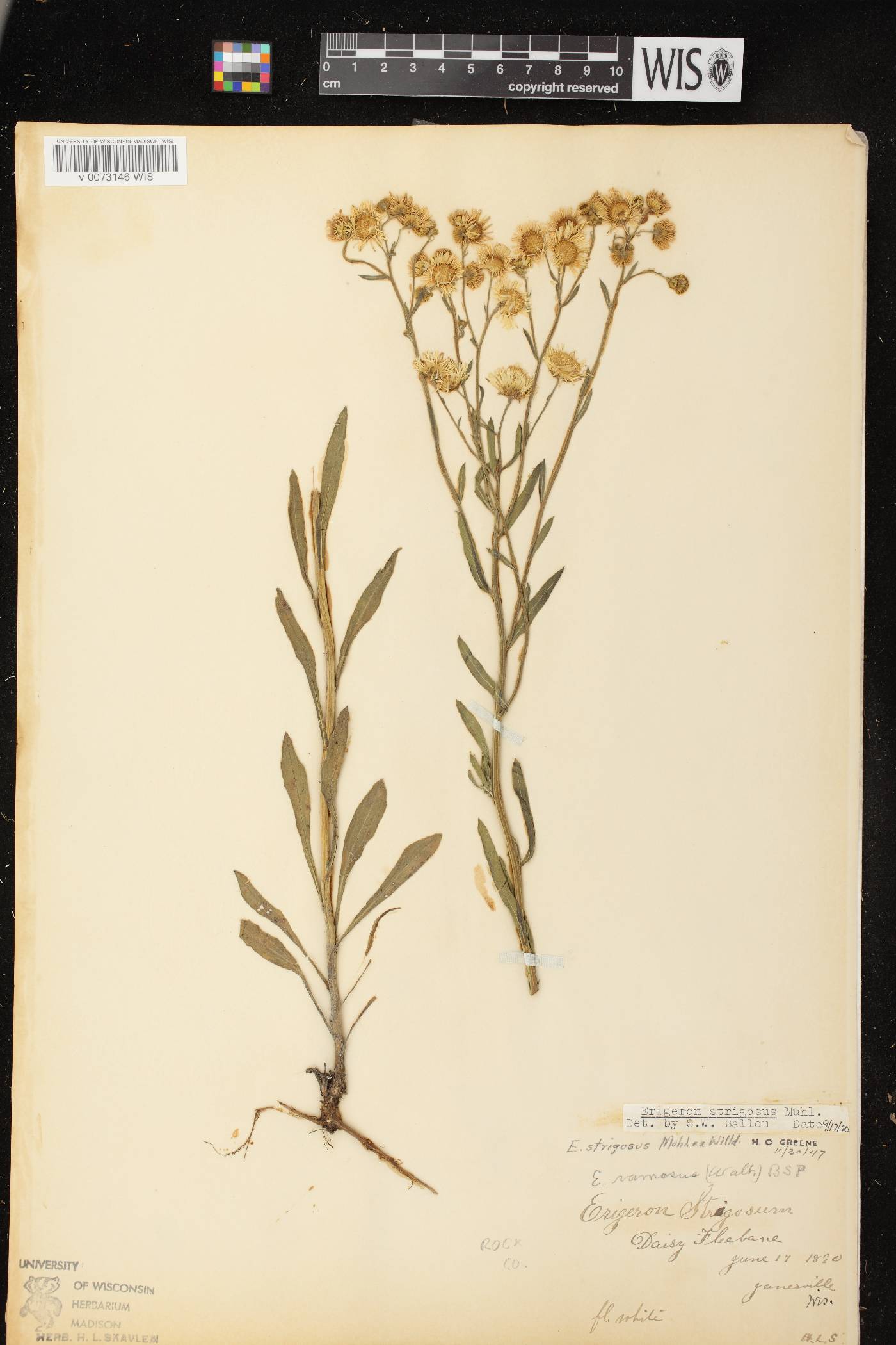 Erigeron strigosus image