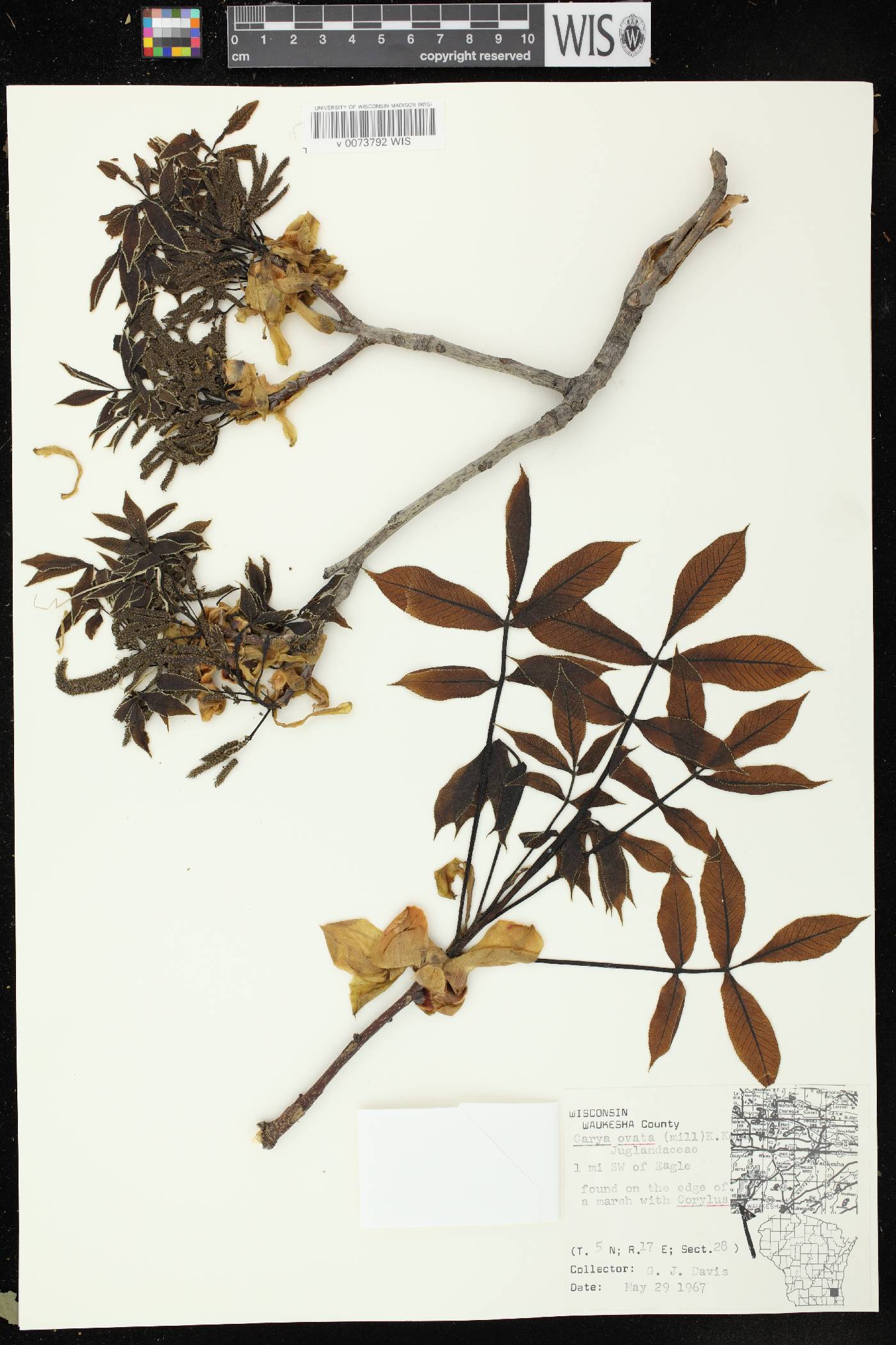 Carya ovata image