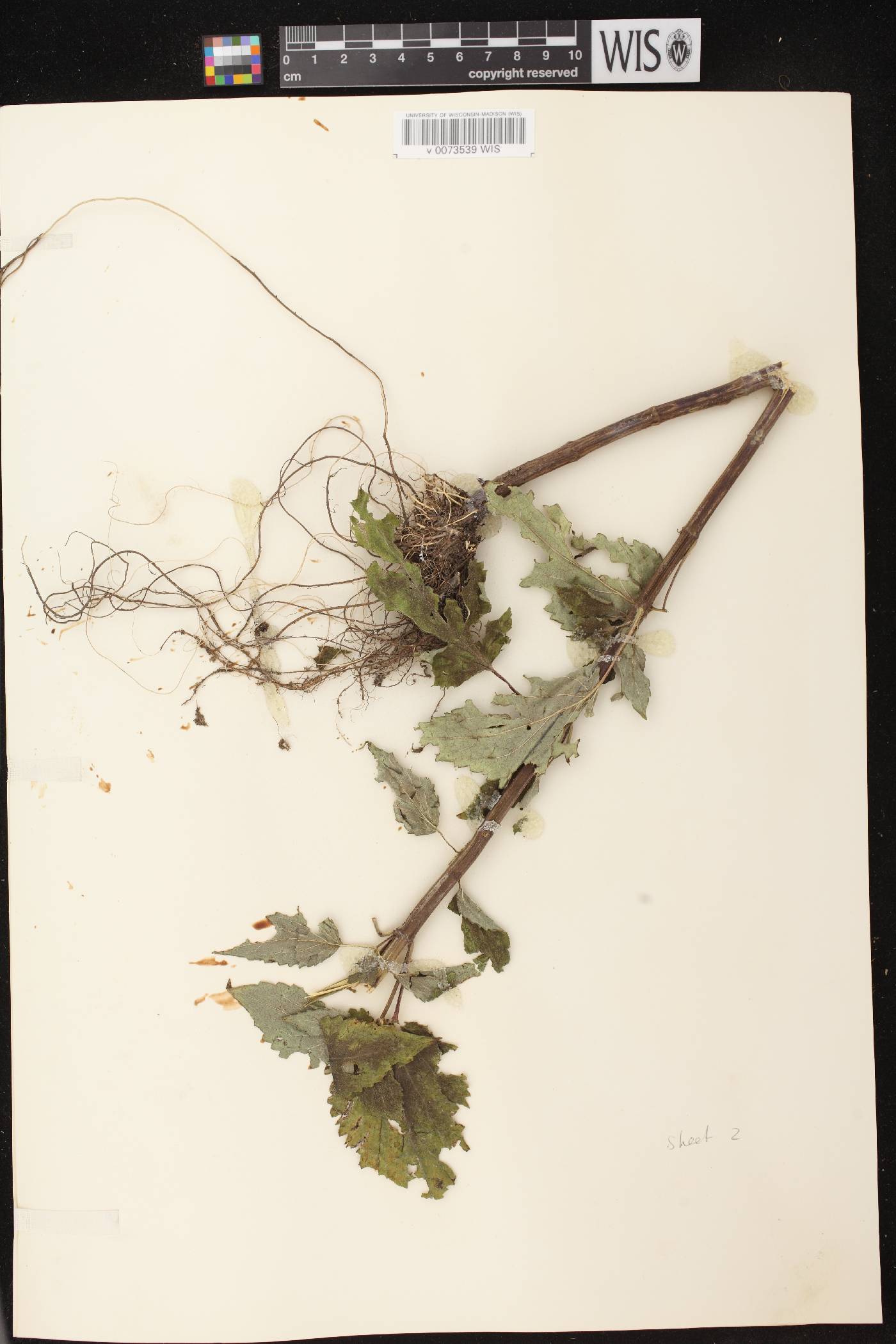 Agastache scrophulariifolia image