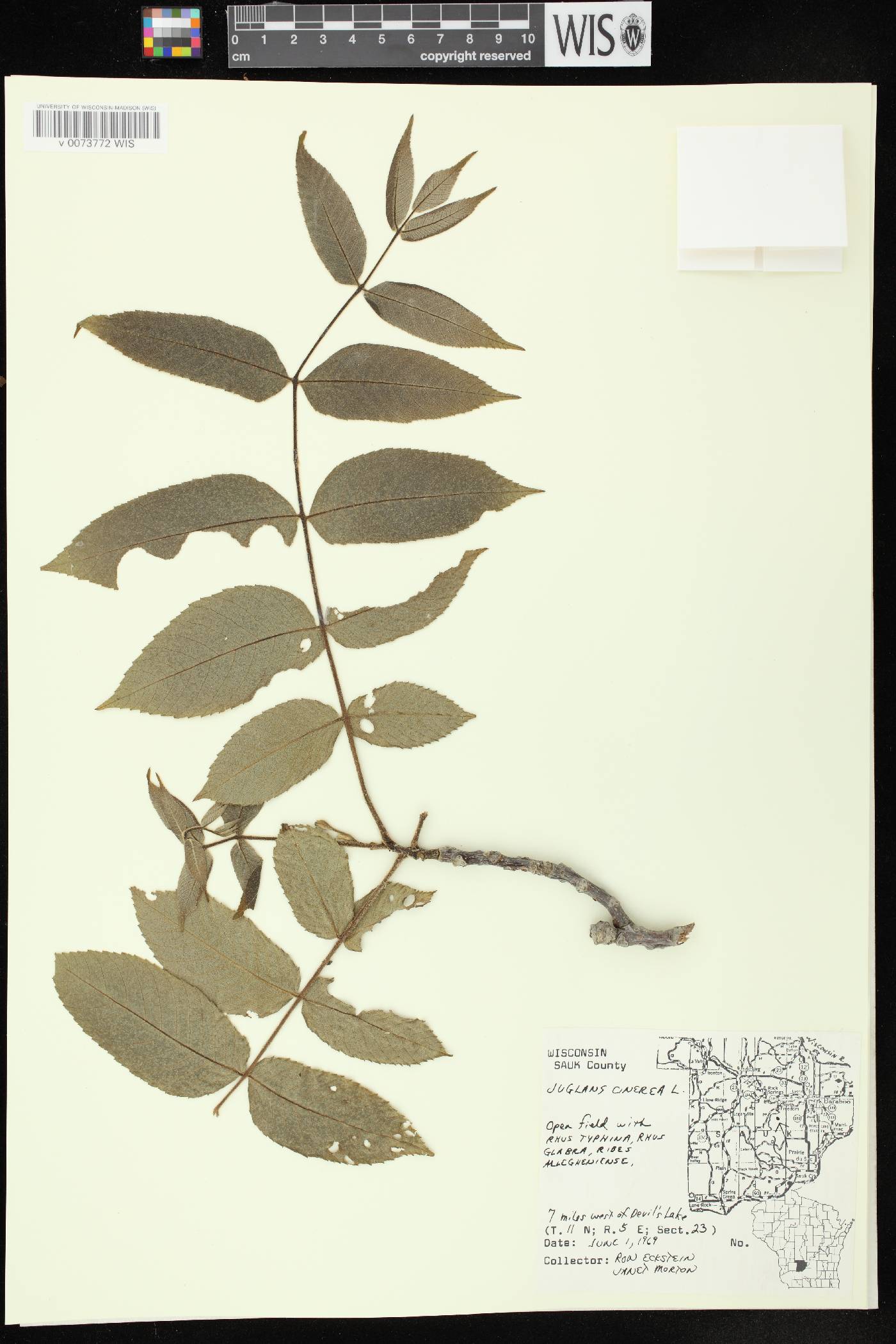 Juglans cinerea image
