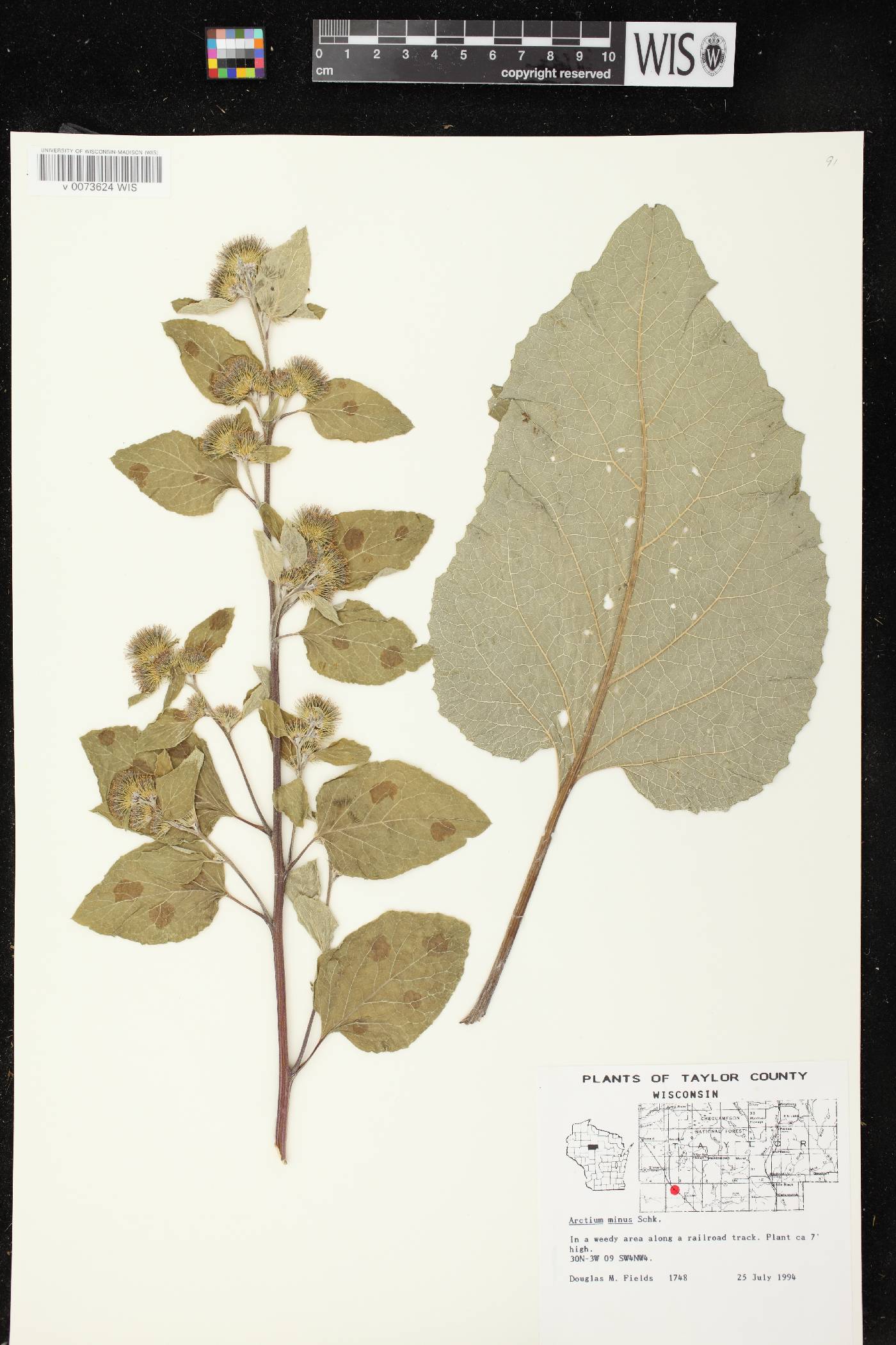 Arctium minus image