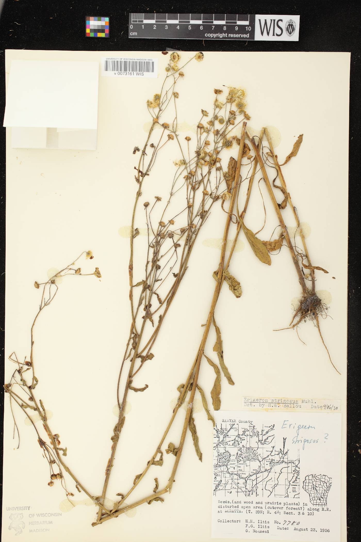 Erigeron strigosus image