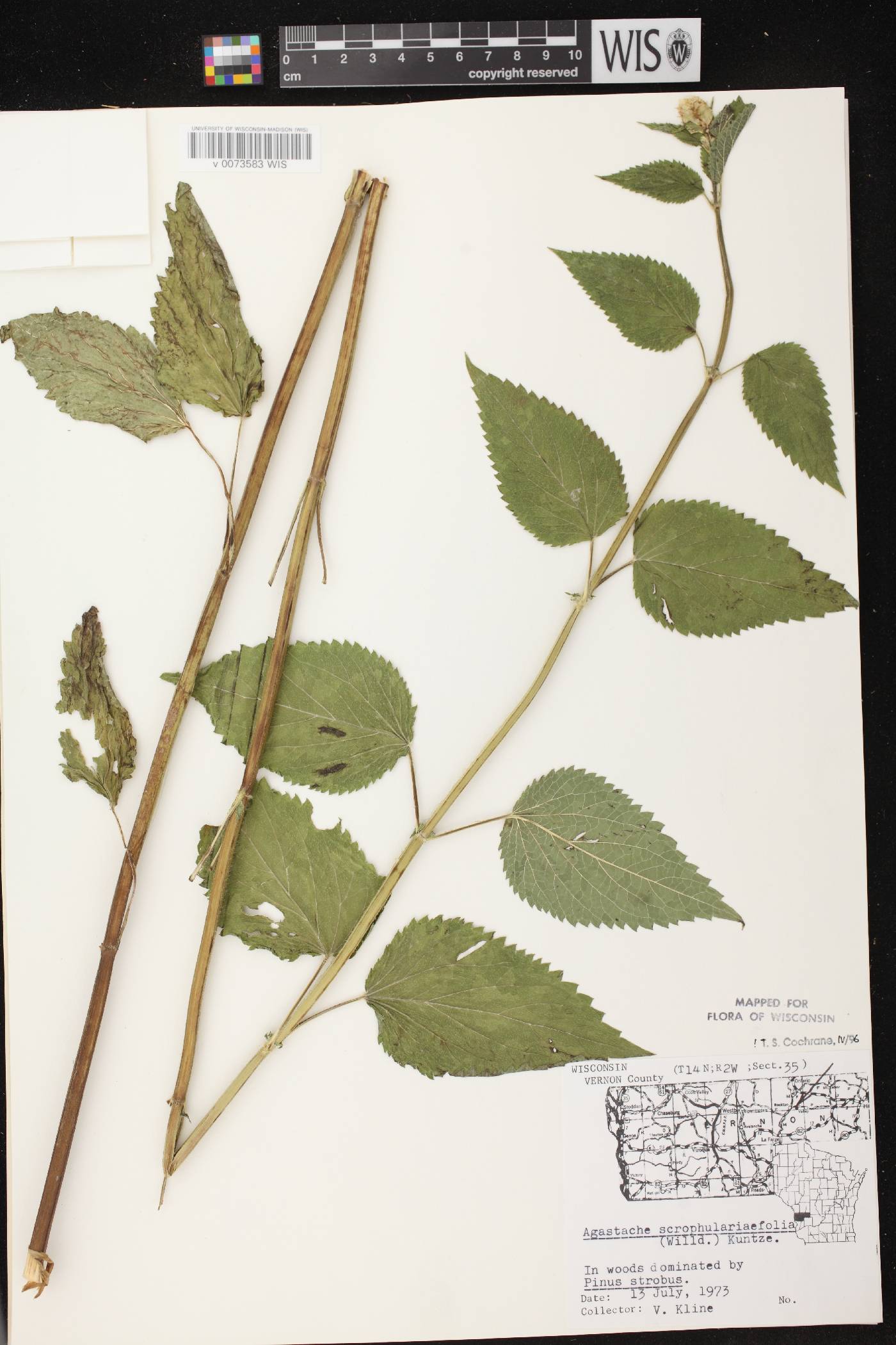 Agastache scrophulariifolia image