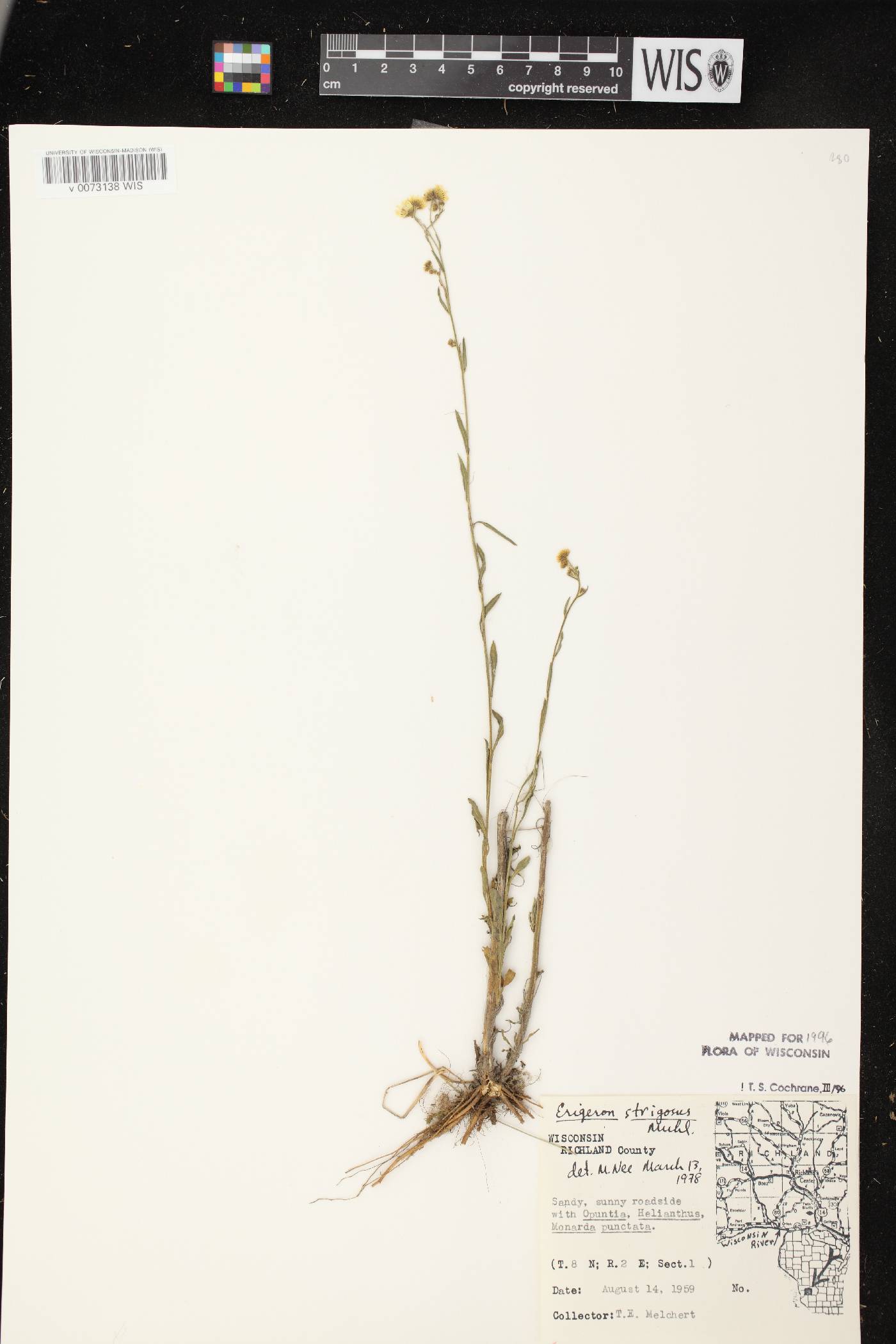 Erigeron strigosus var. strigosus image