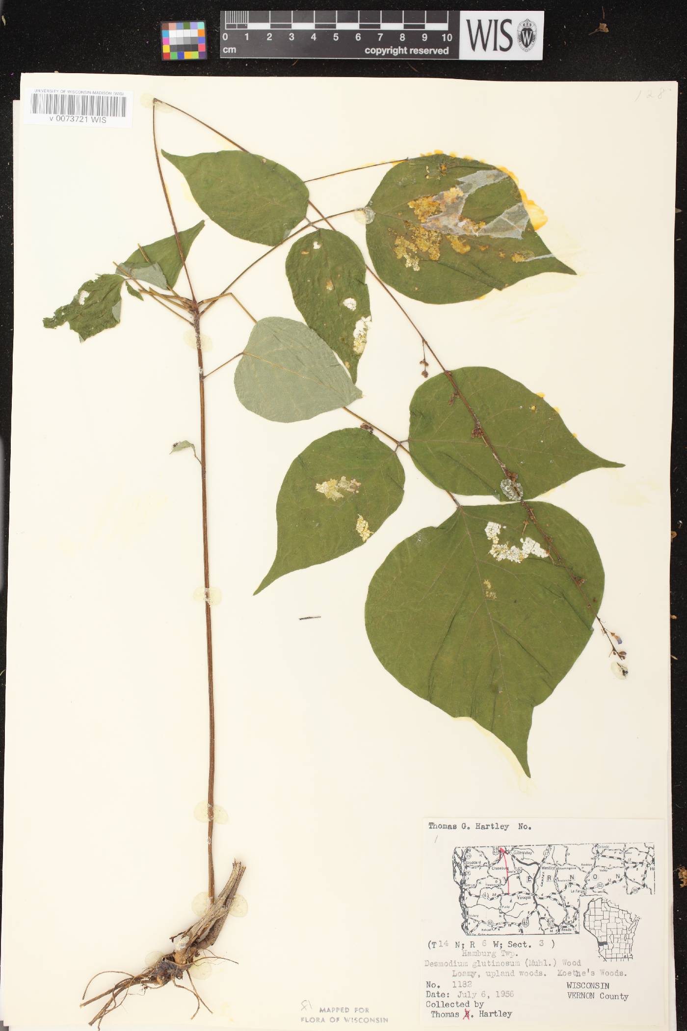 Hylodesmum glutinosum image