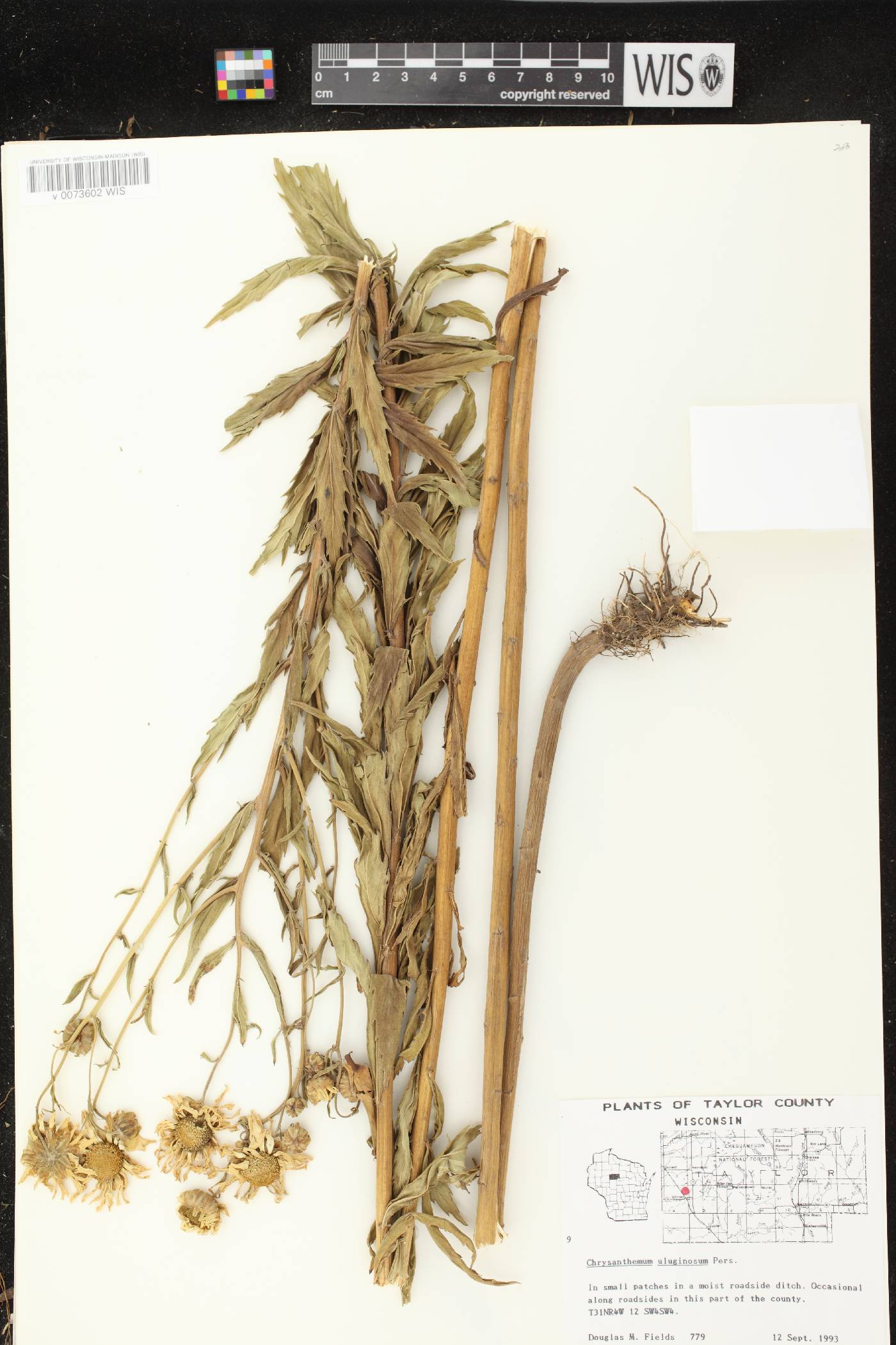 Leucanthemella serotina image