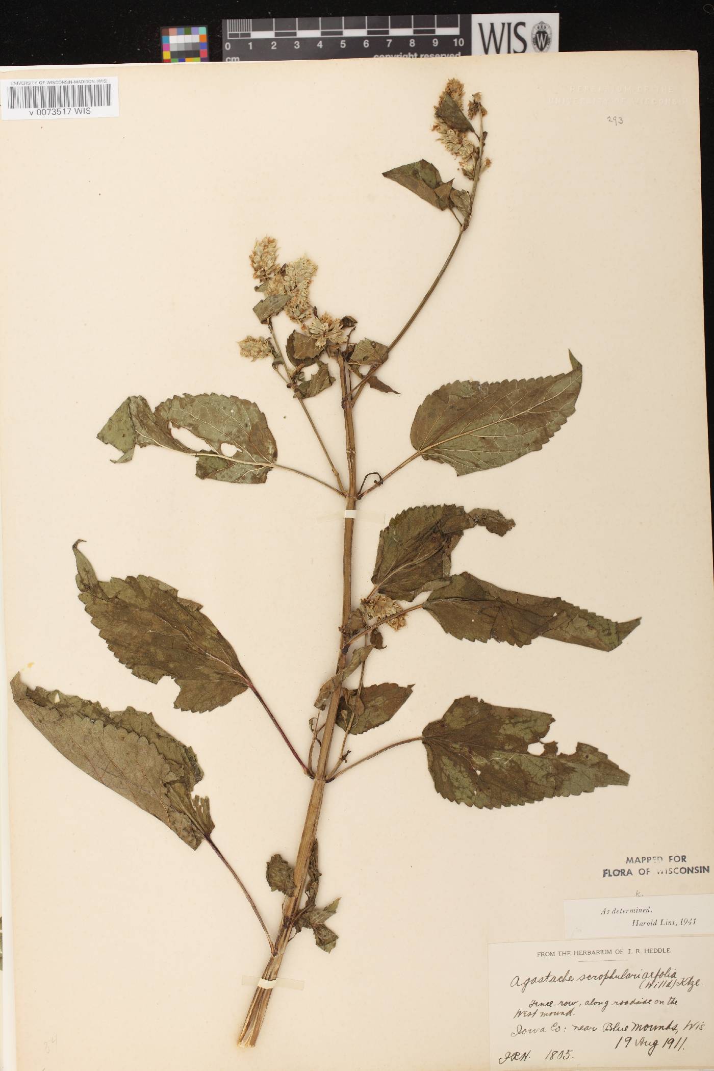 Agastache scrophulariifolia image