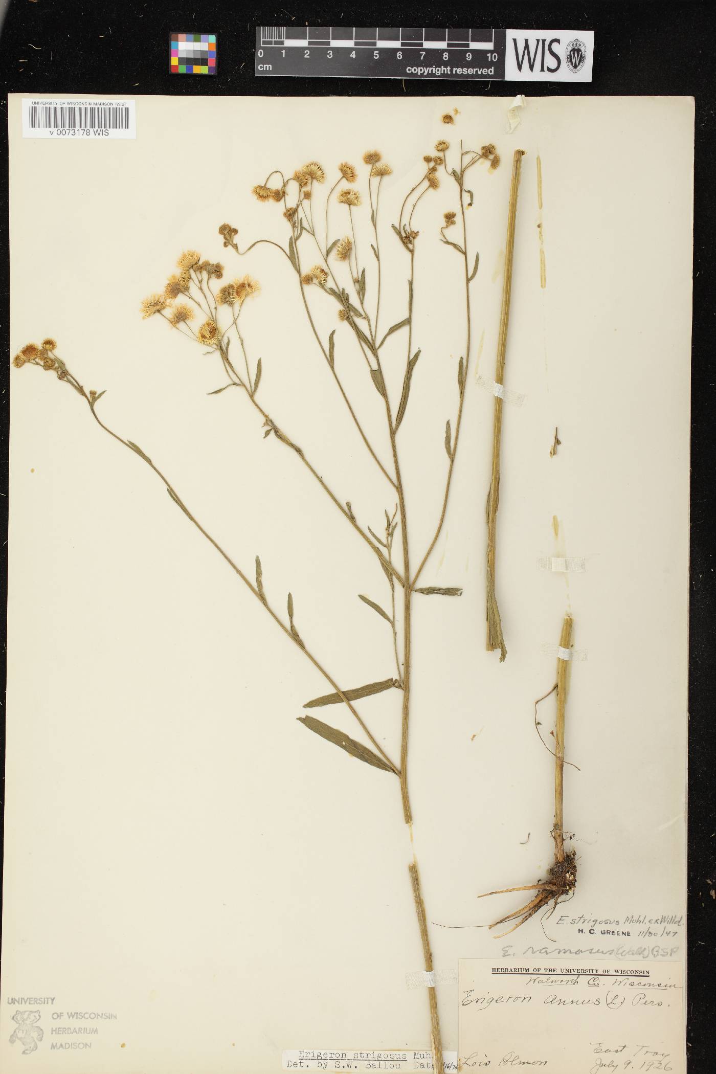 Erigeron strigosus image