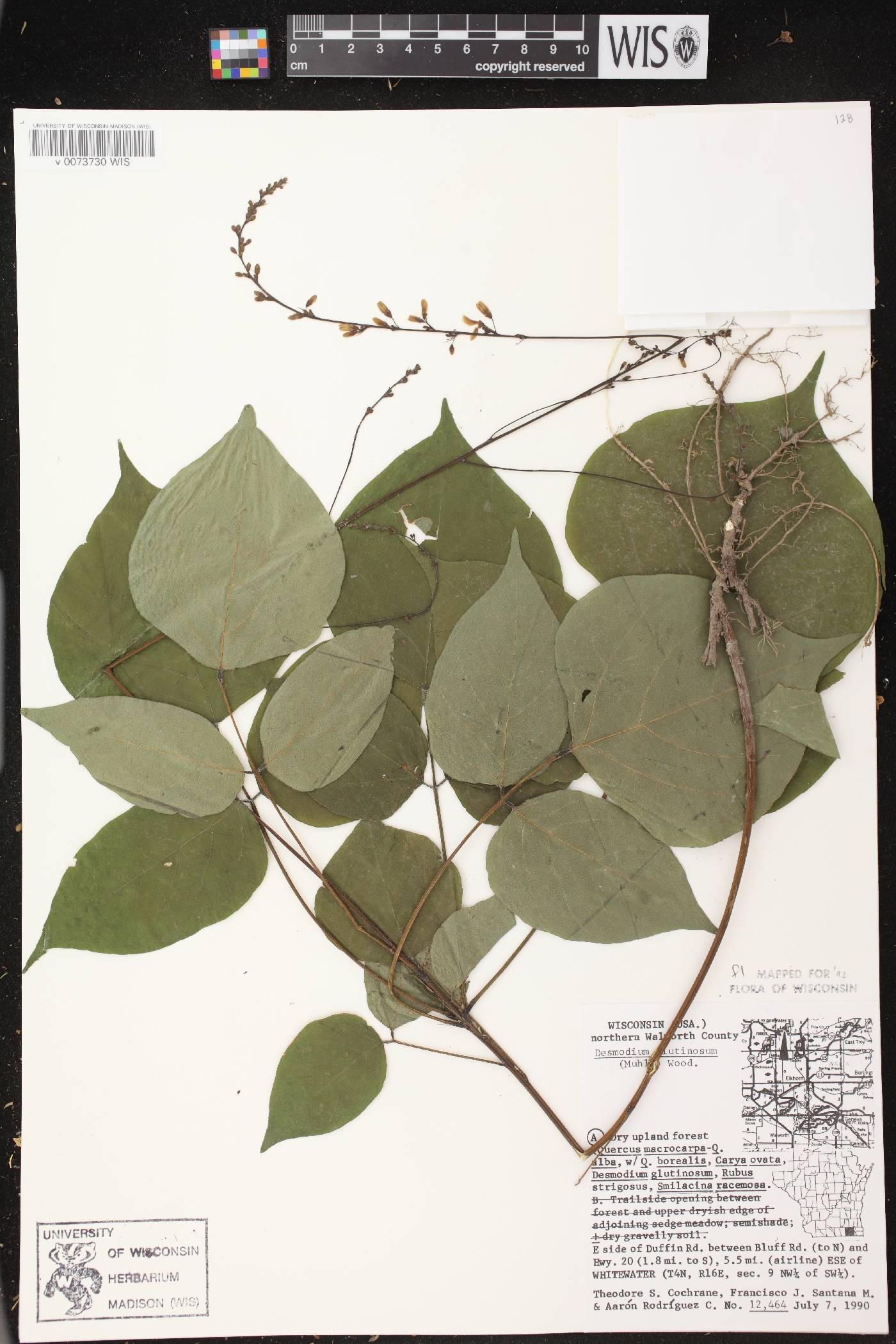 Hylodesmum glutinosum image