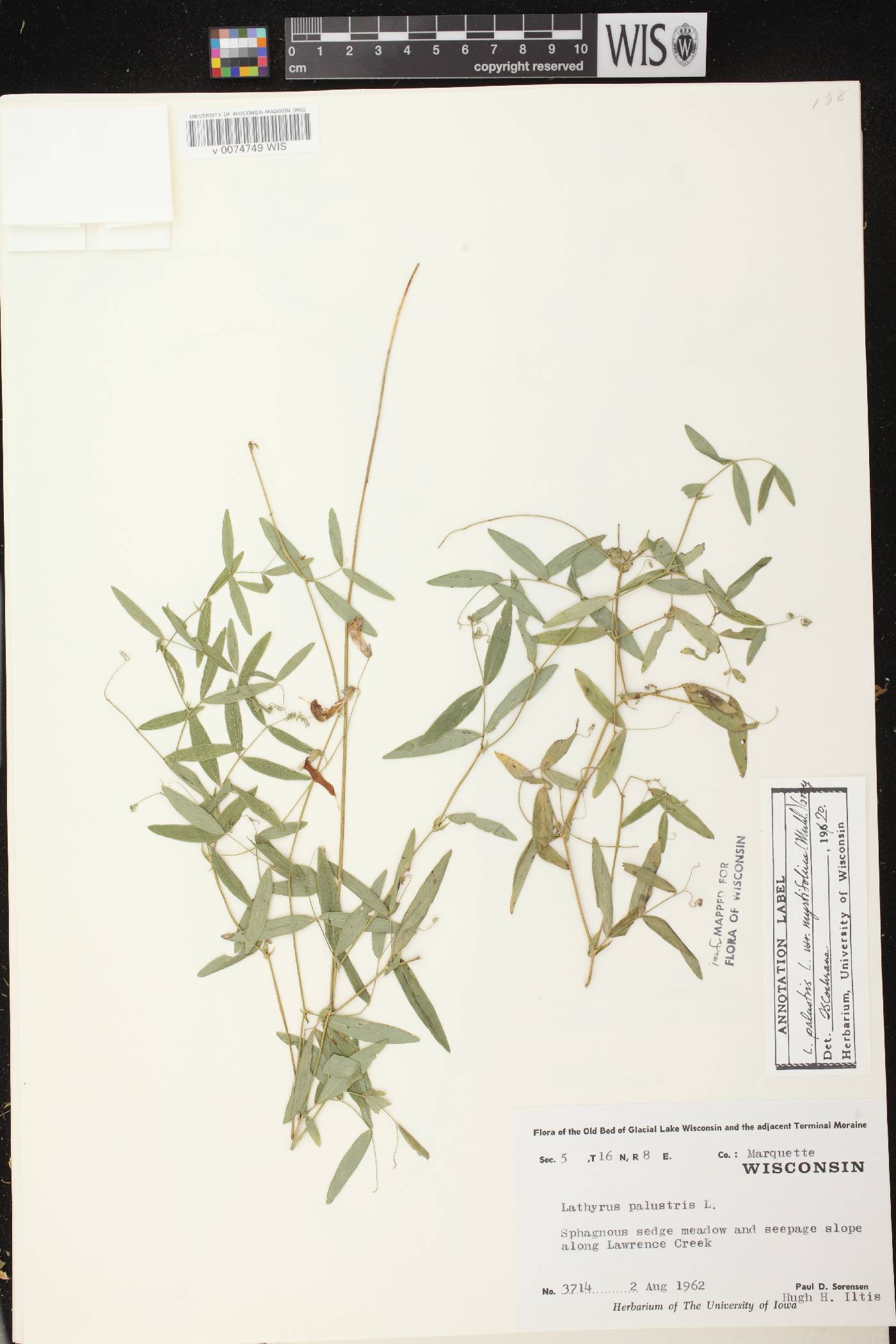Lathyrus palustris image