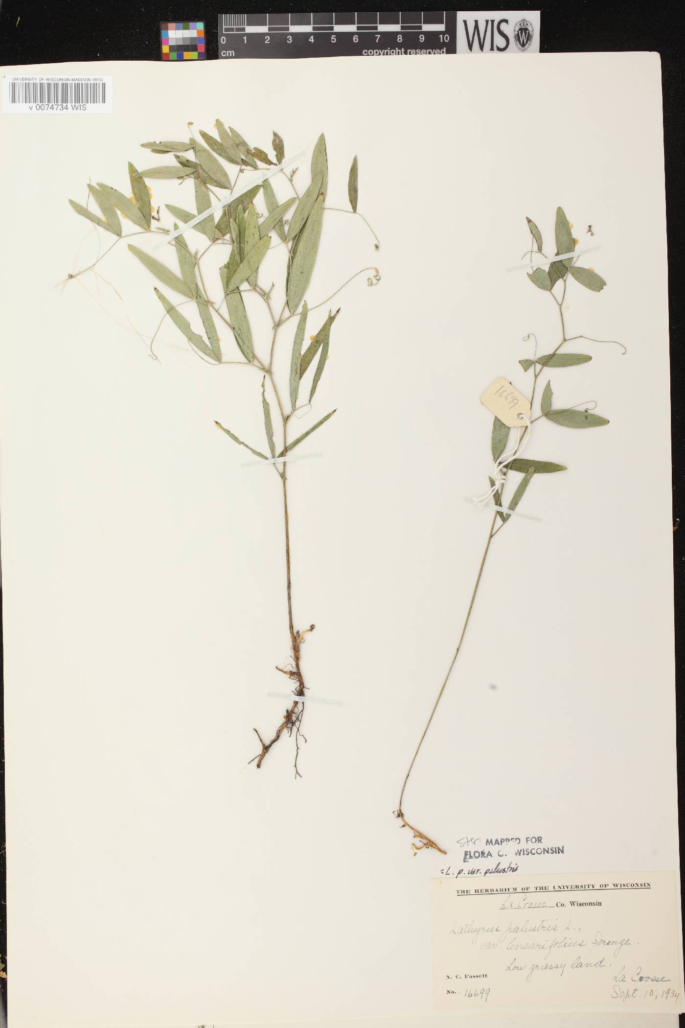 Lathyrus palustris image