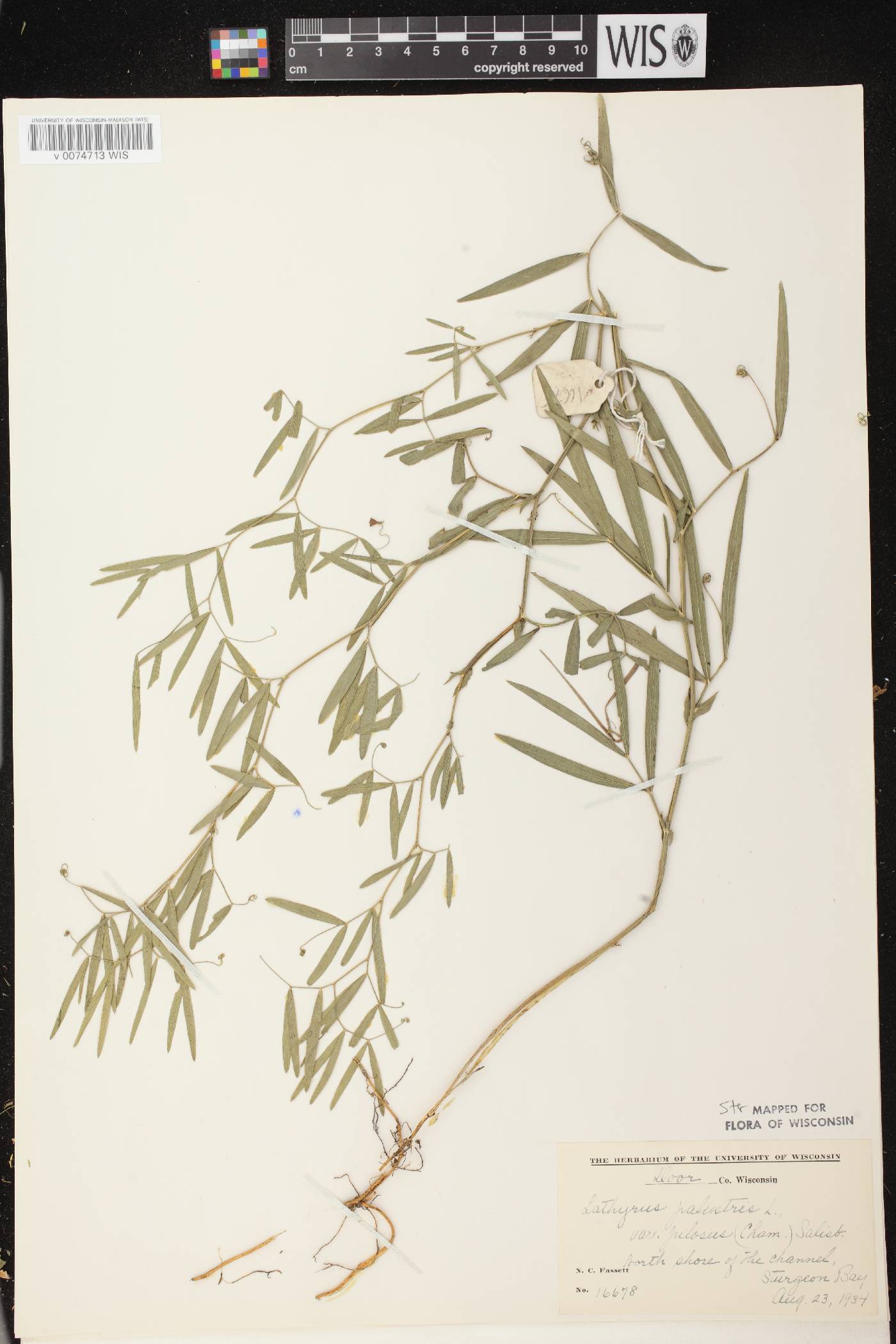 Lathyrus palustris image