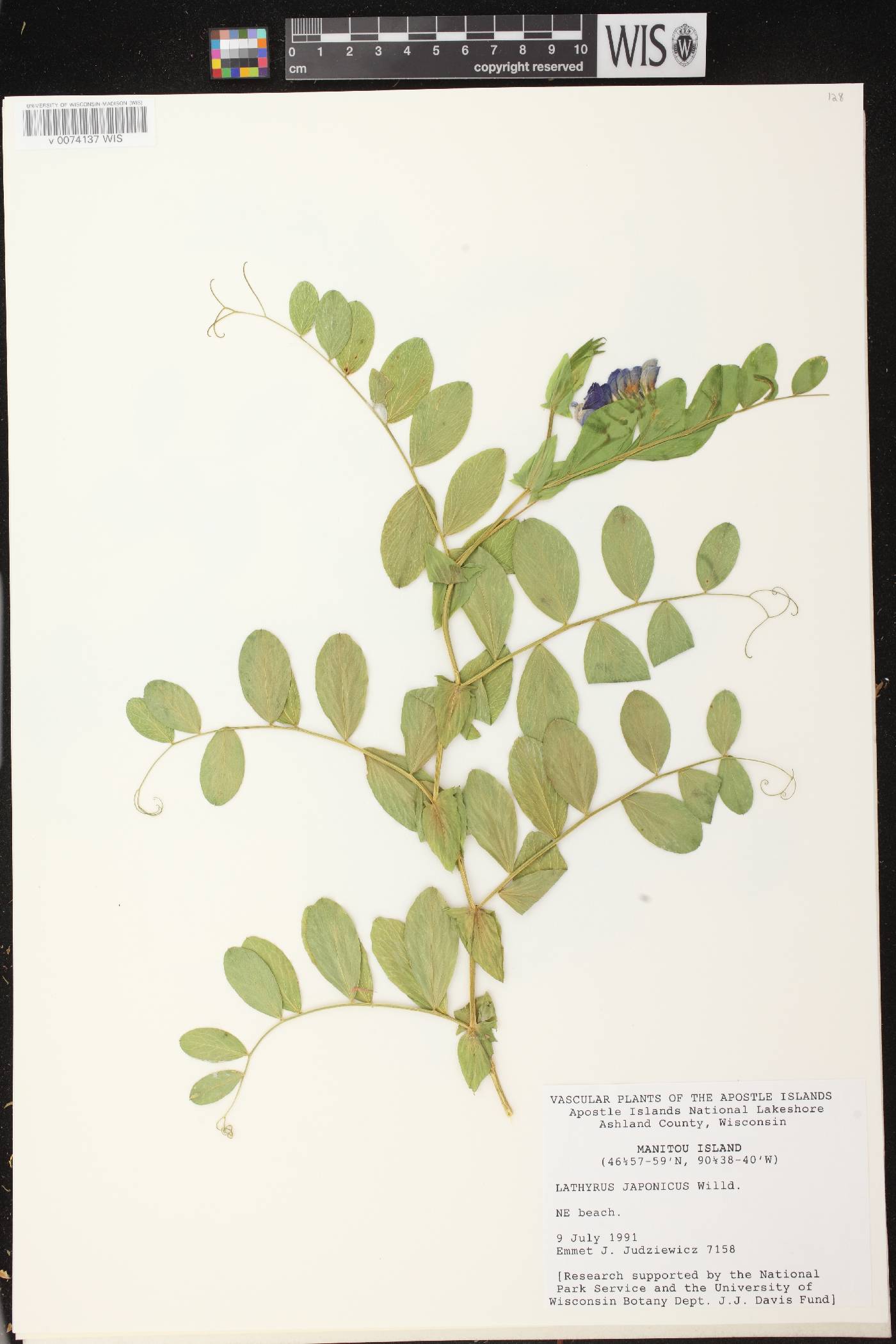 Lathyrus japonicus image