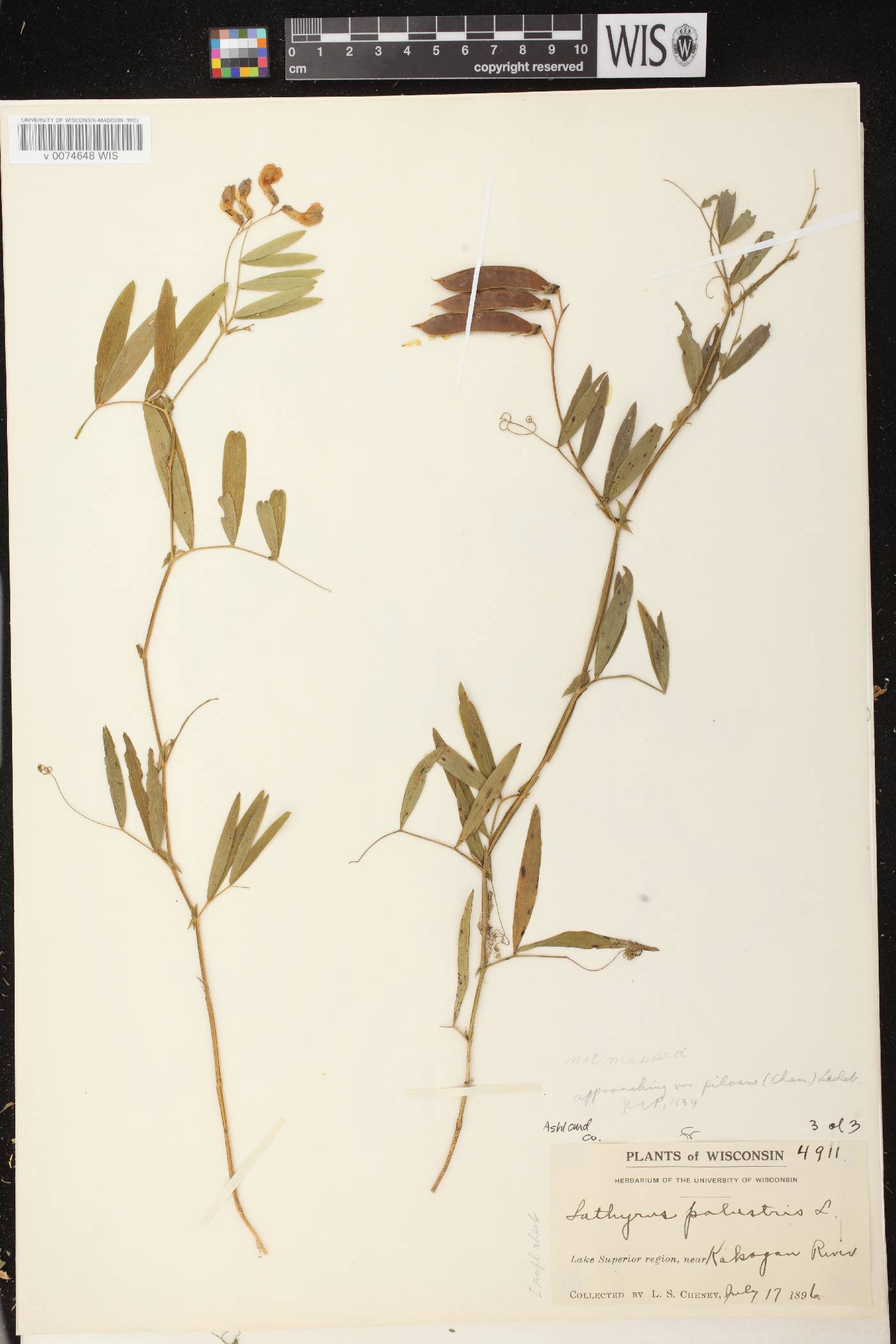 Lathyrus palustris image
