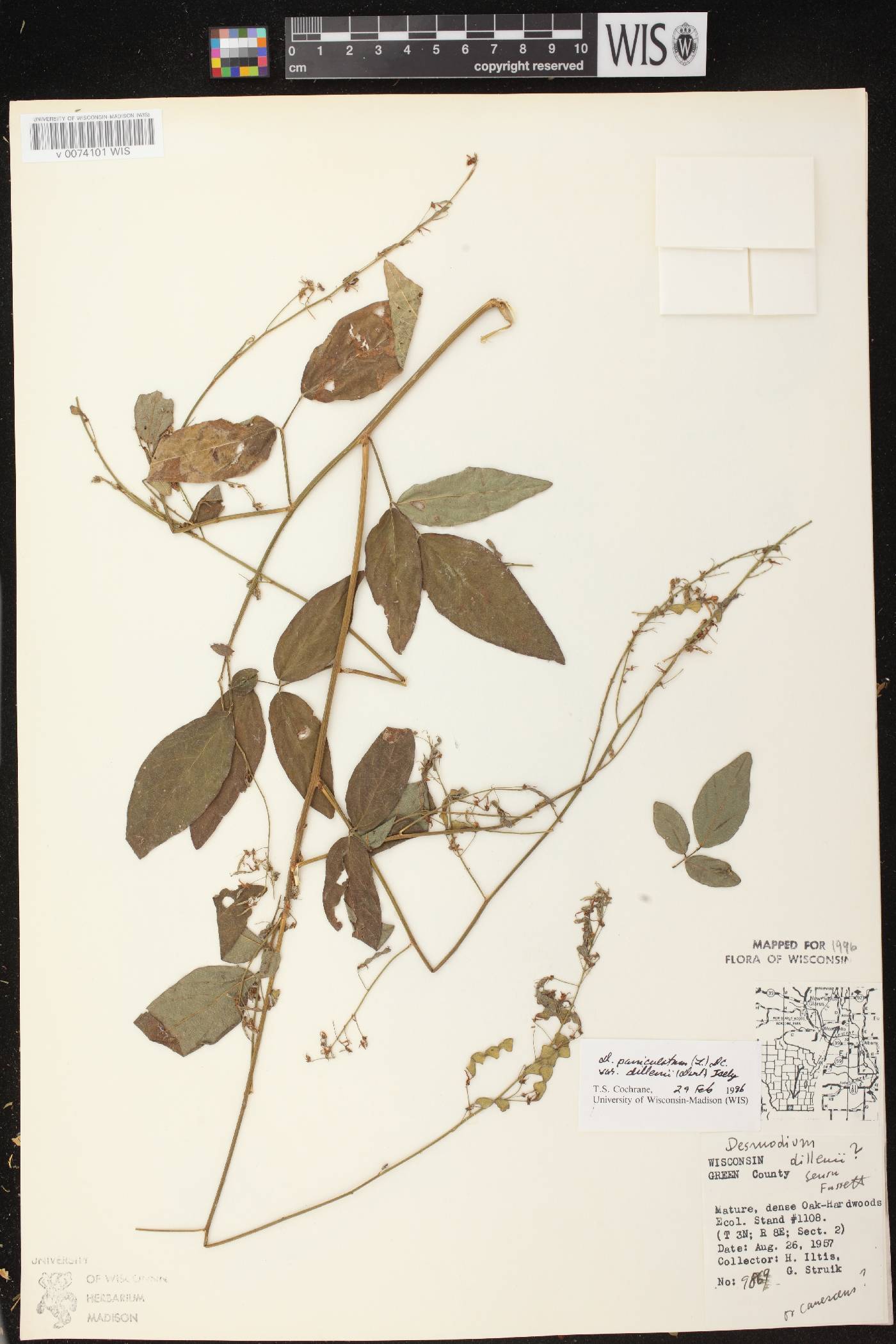 Desmodium perplexum image