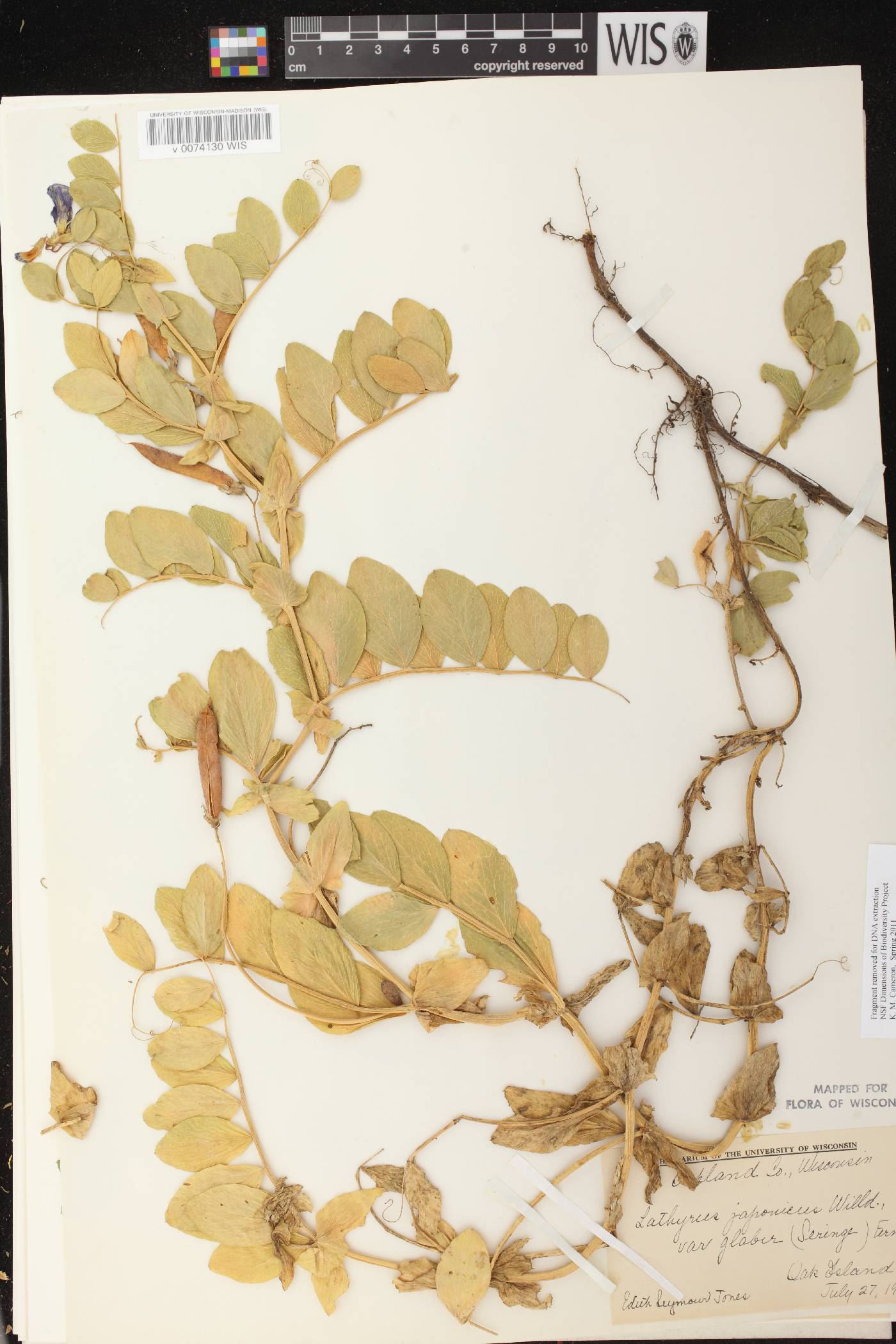 Lathyrus japonicus image