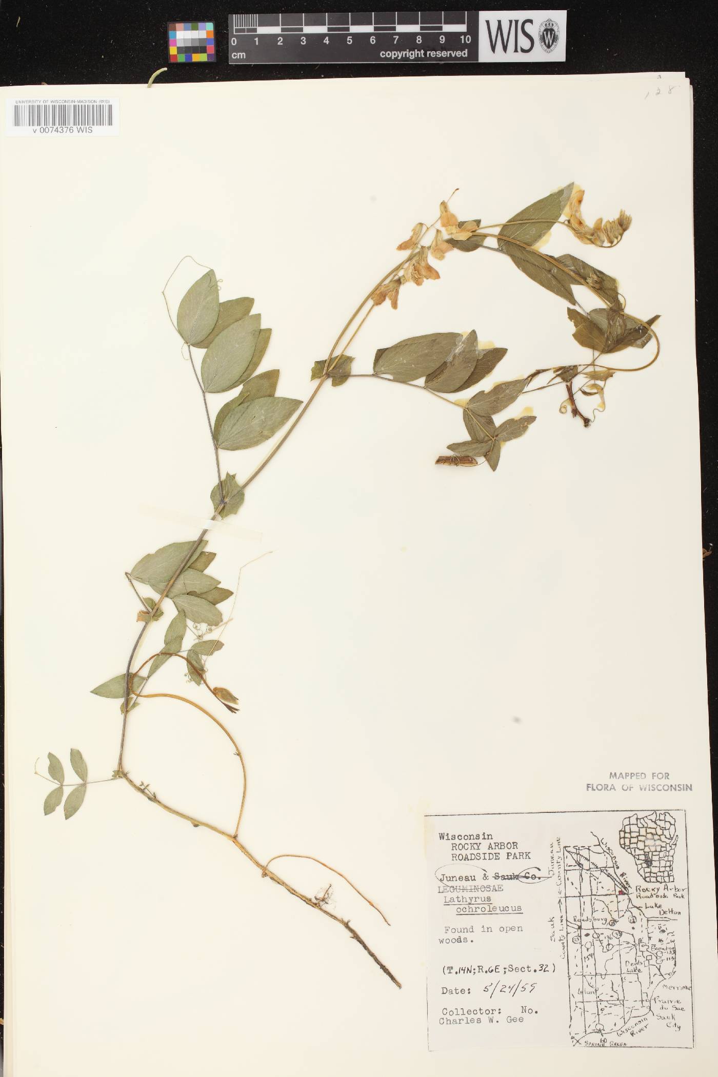 Lathyrus ochroleucus image