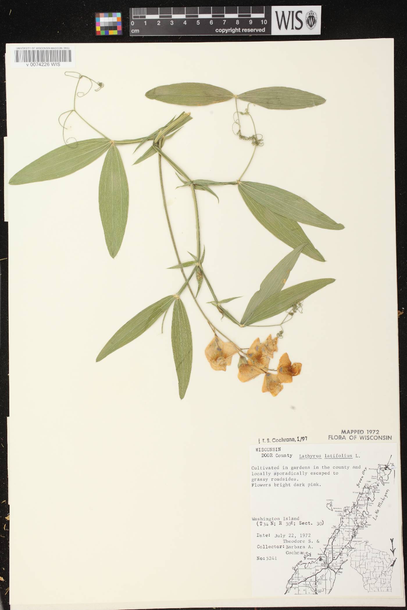 Lathyrus latifolius image