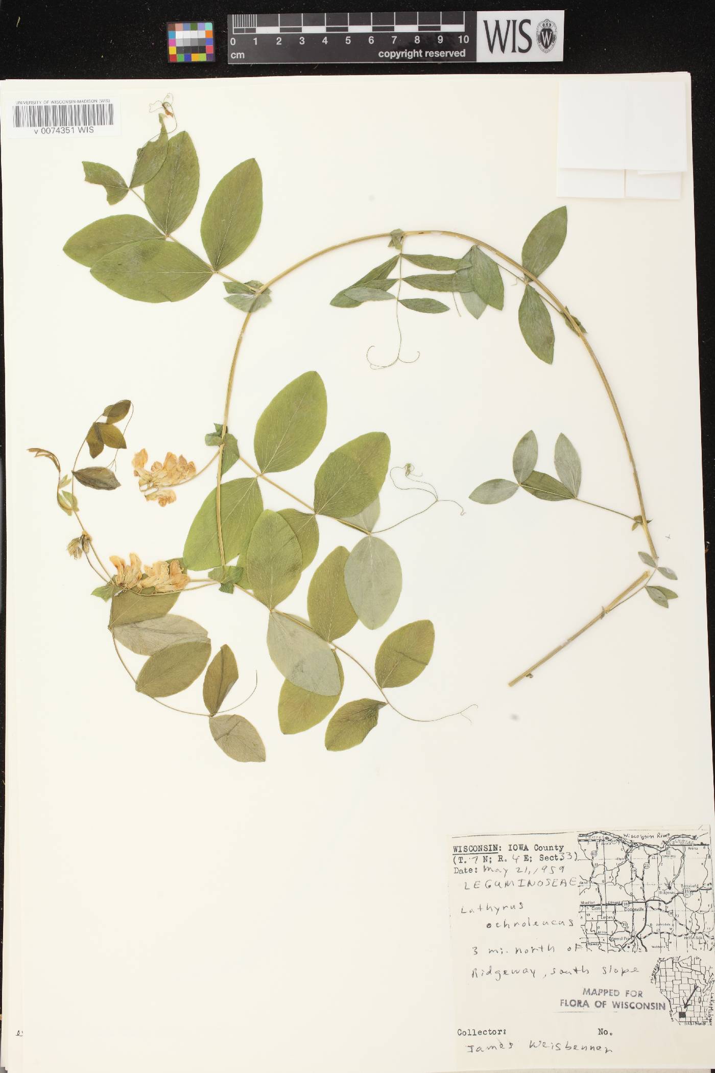 Lathyrus ochroleucus image