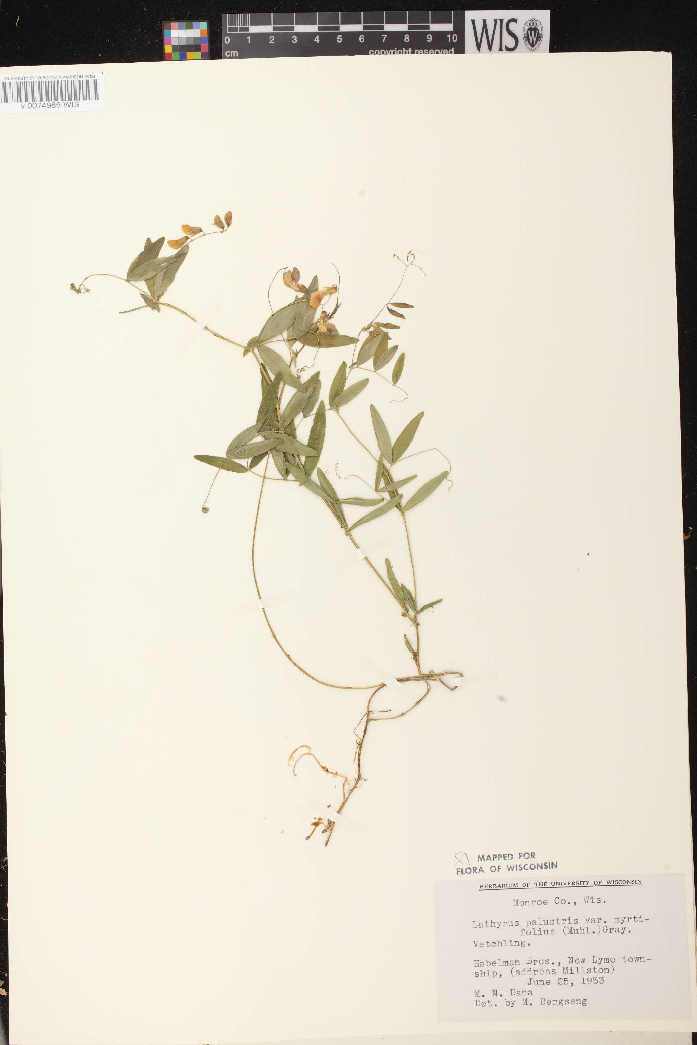 Lathyrus palustris image