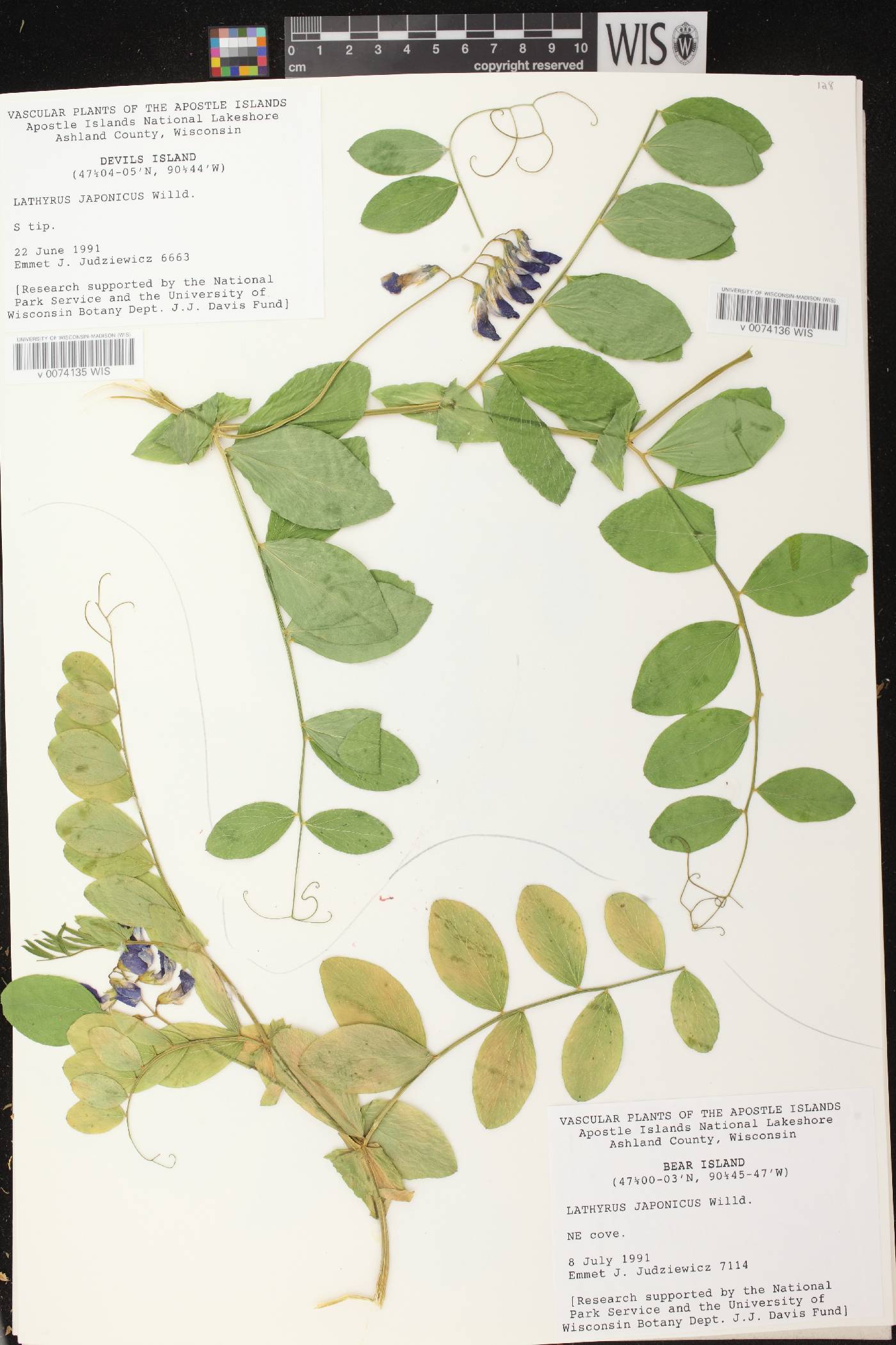 Lathyrus japonicus image