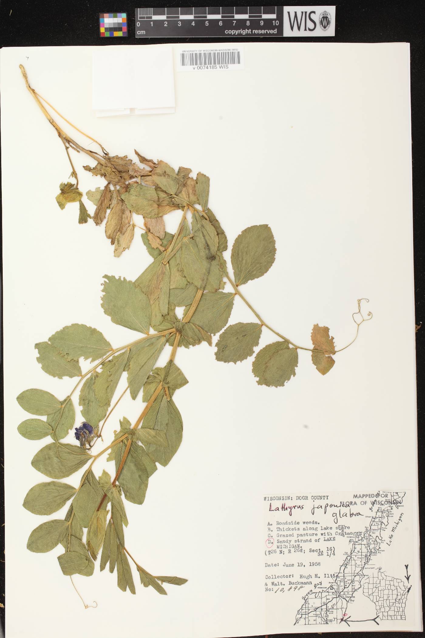 Lathyrus japonicus image