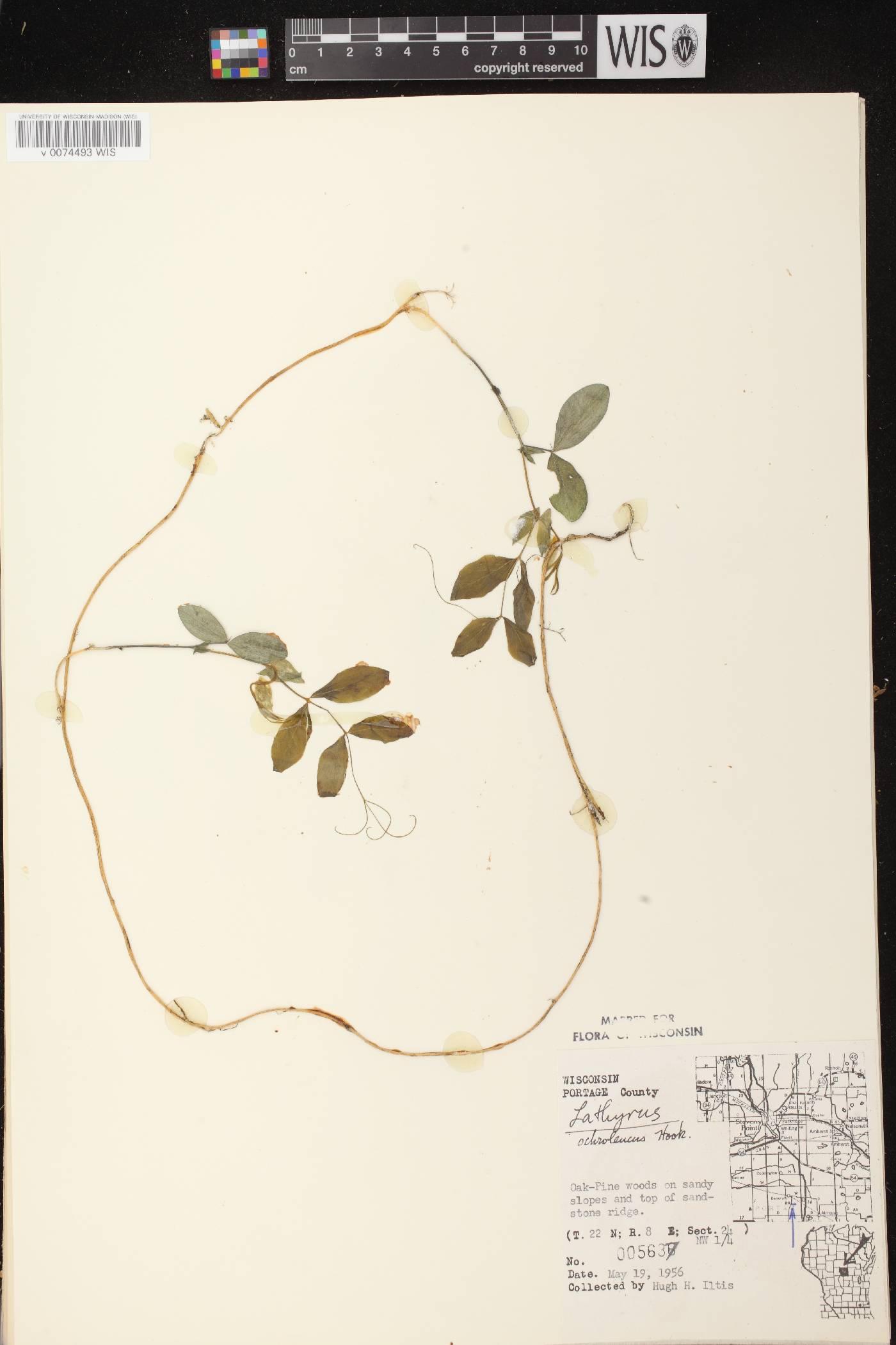 Lathyrus ochroleucus image