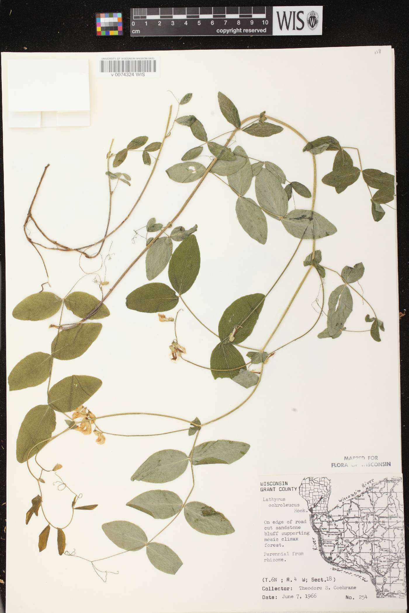 Lathyrus ochroleucus image