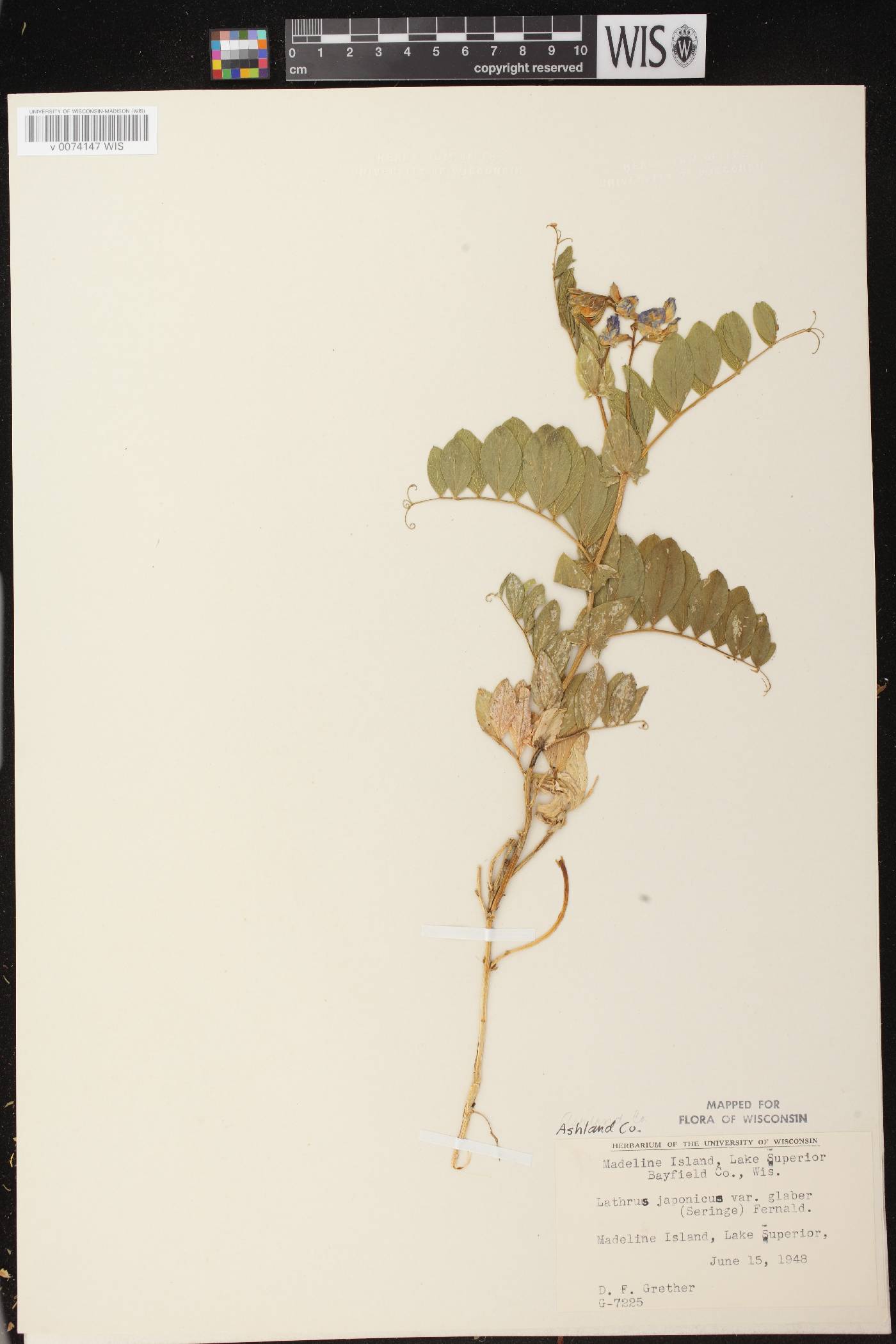Lathyrus japonicus var. maritimus image