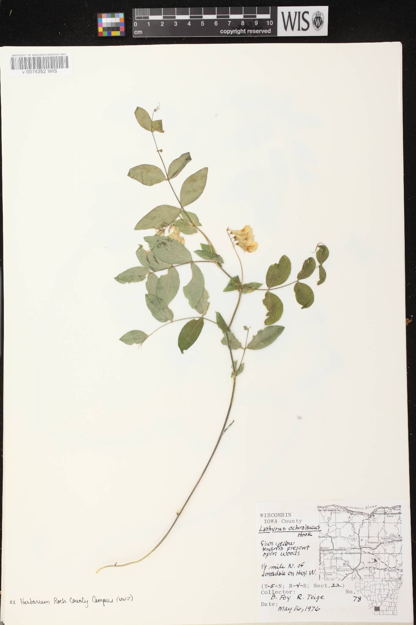 Lathyrus ochroleucus image