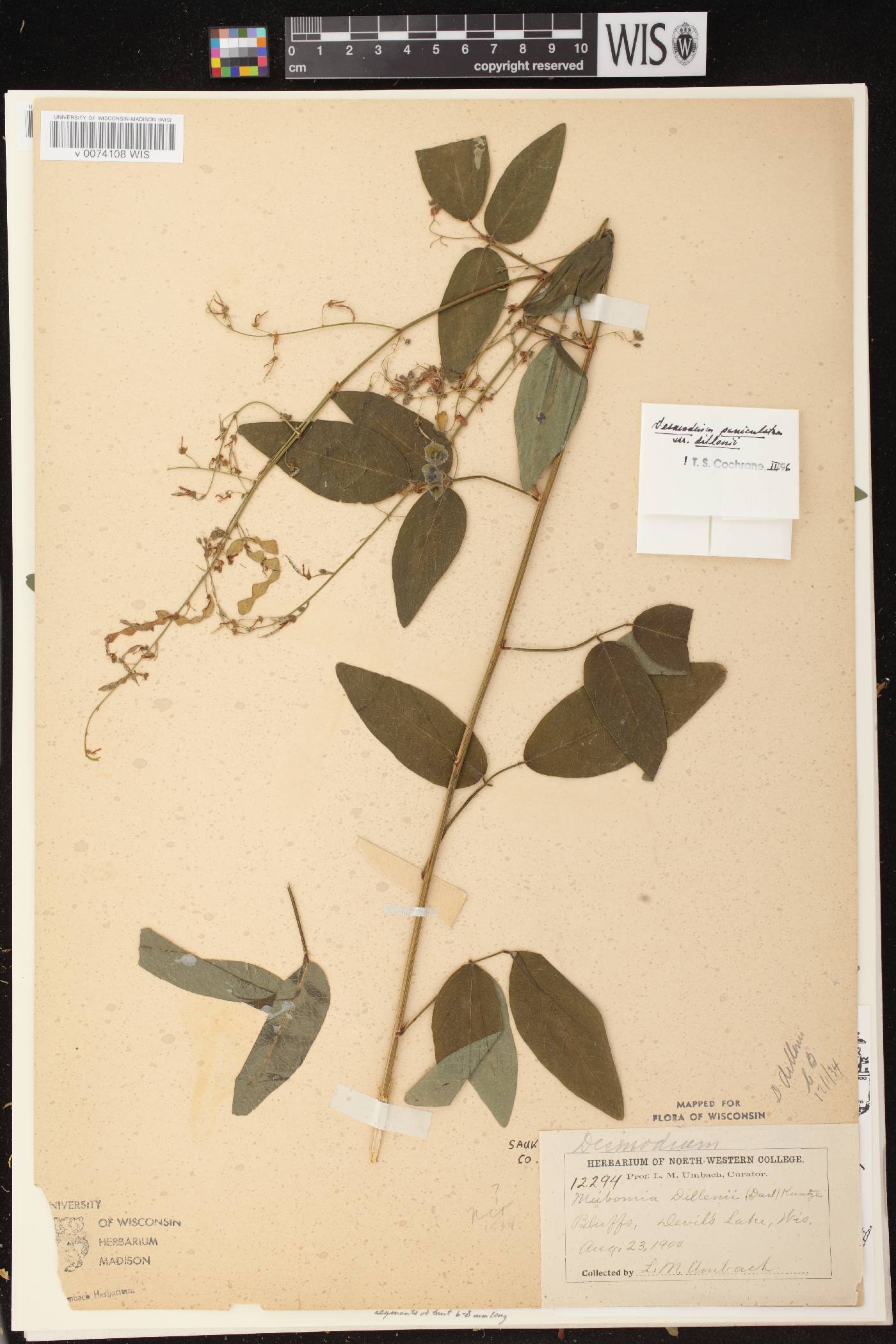 Desmodium perplexum image
