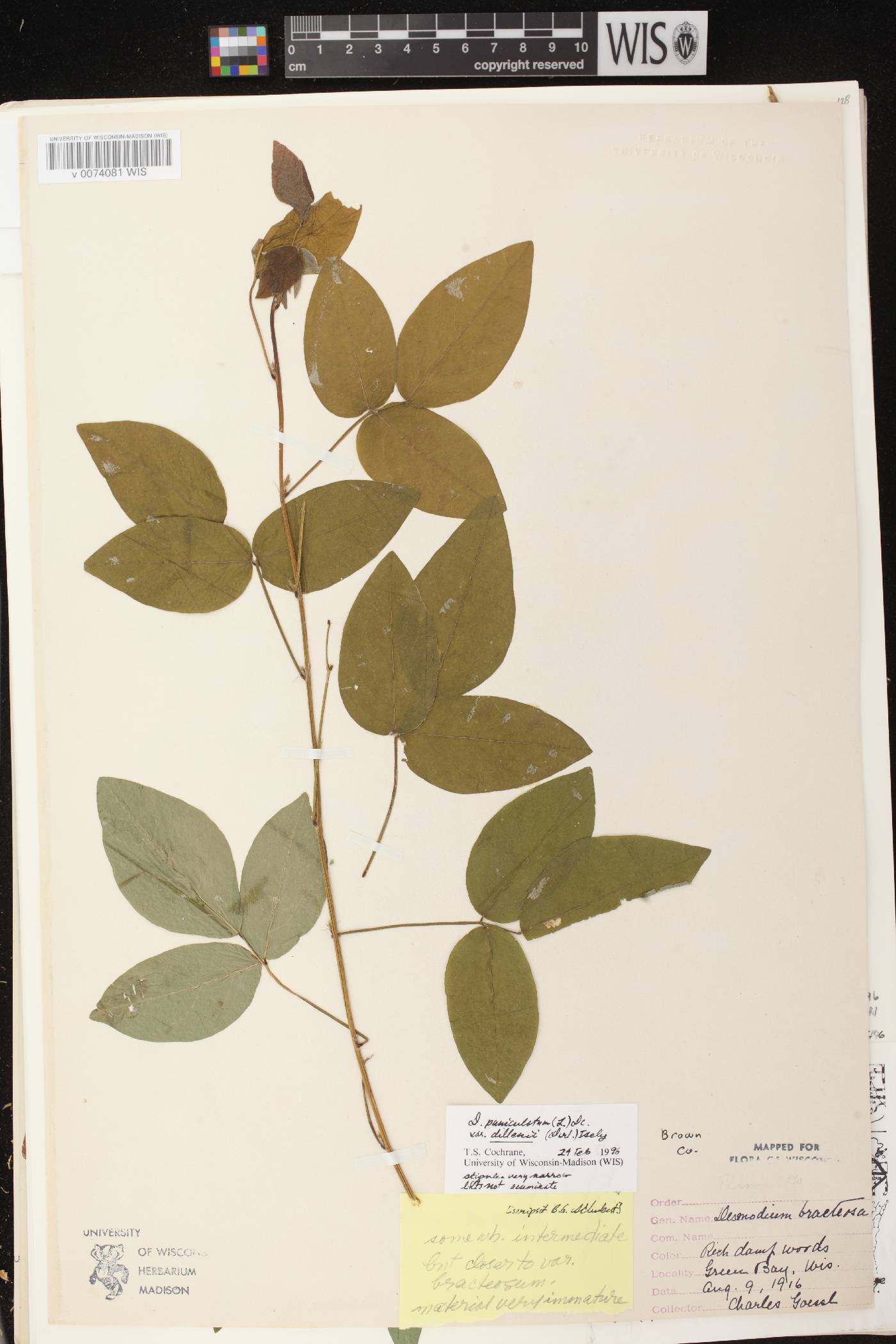 Desmodium perplexum image