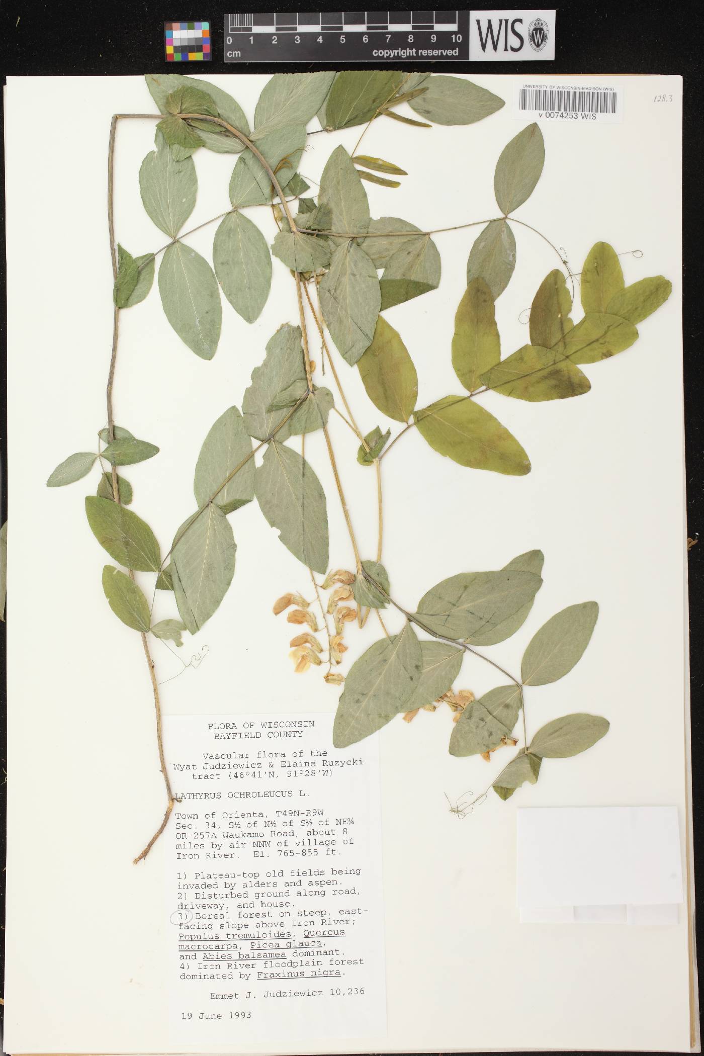Lathyrus ochroleucus image