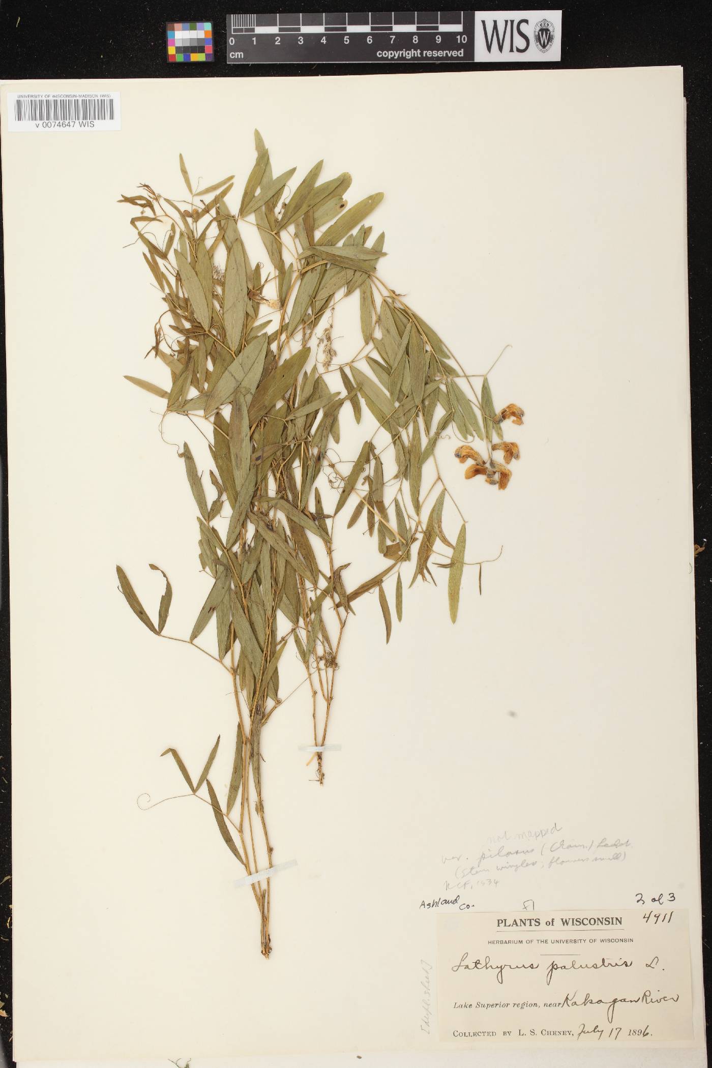Lathyrus palustris image