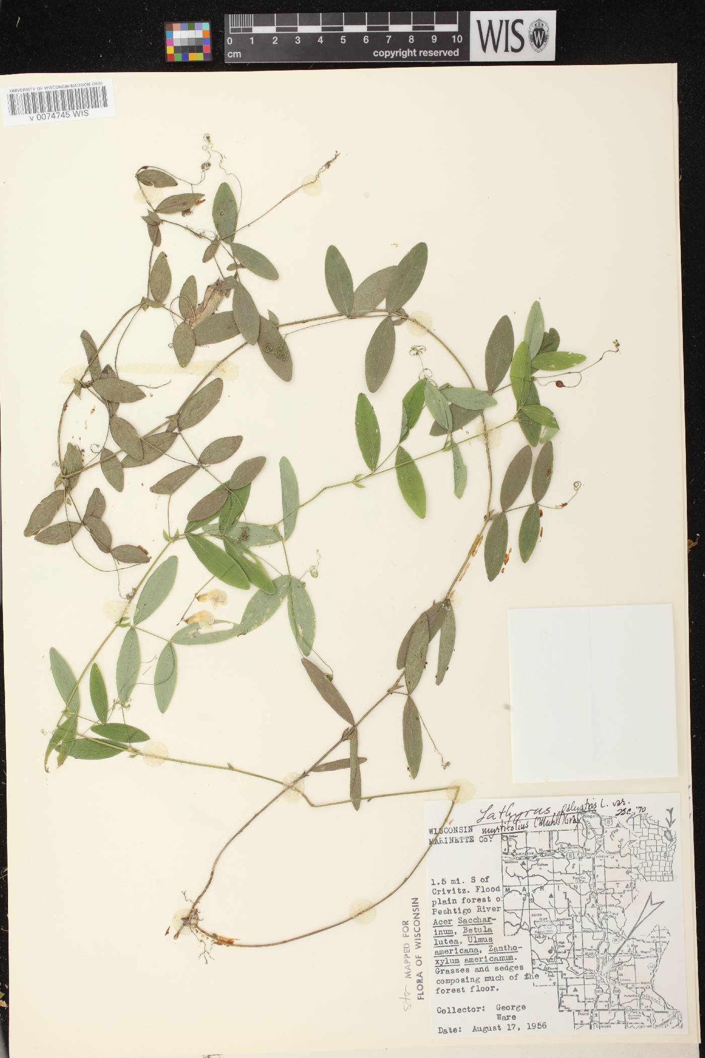 Lathyrus palustris image