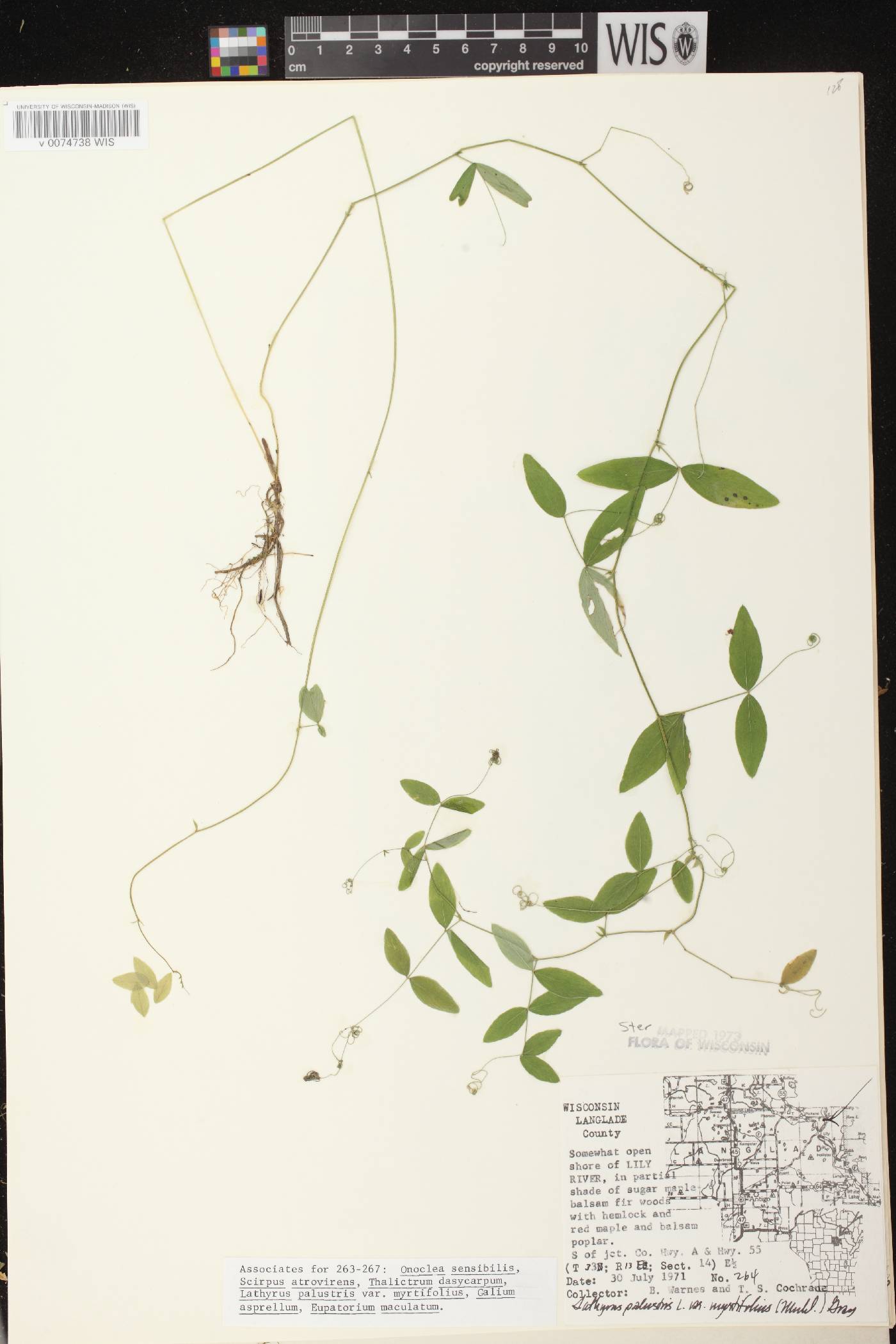 Lathyrus palustris image