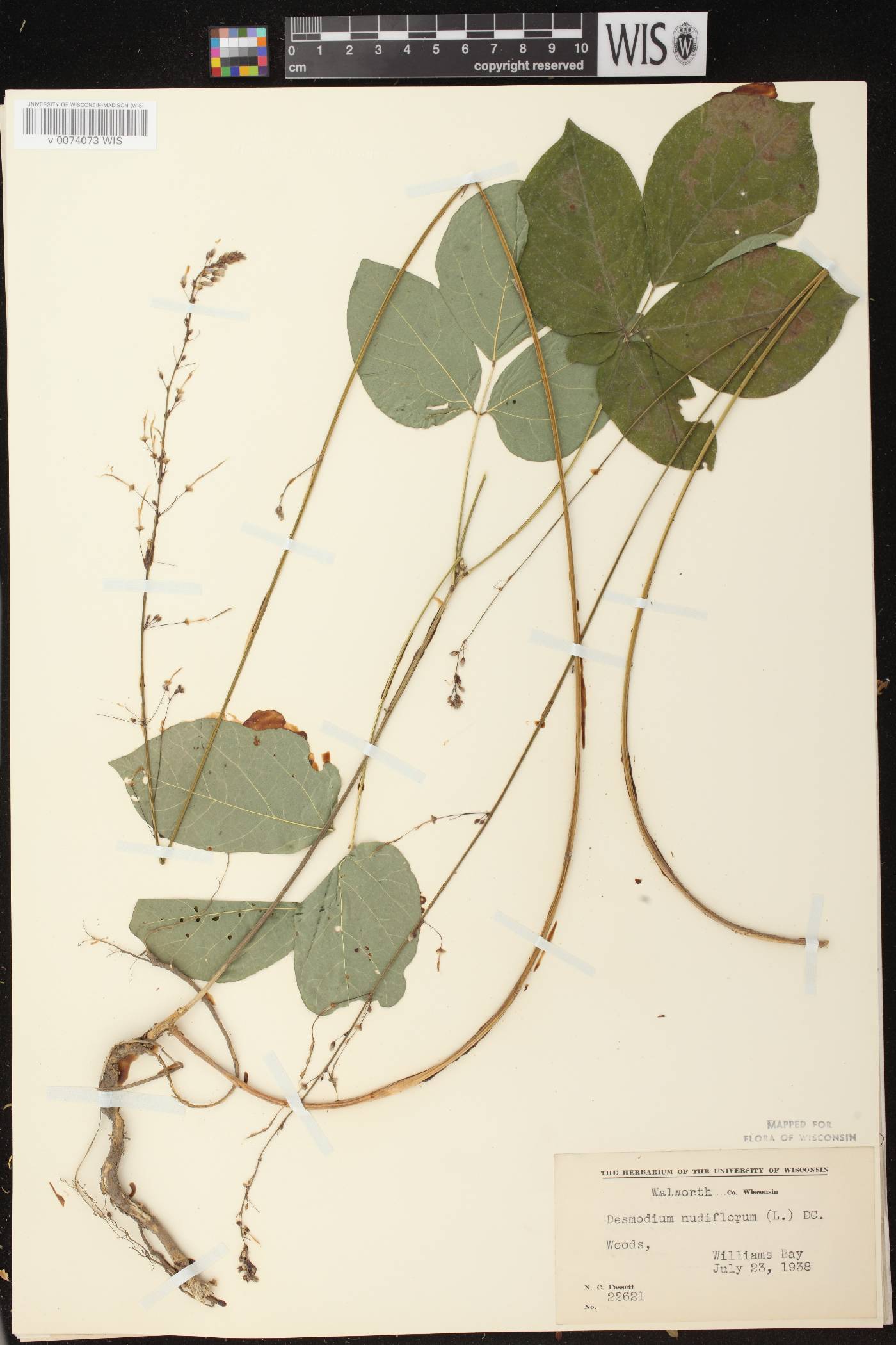 Hylodesmum nudiflorum image
