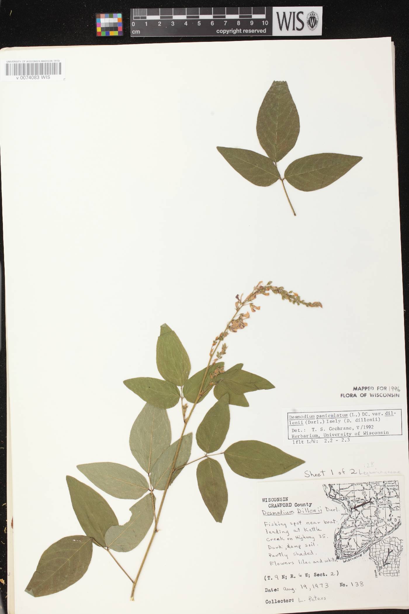 Desmodium perplexum image