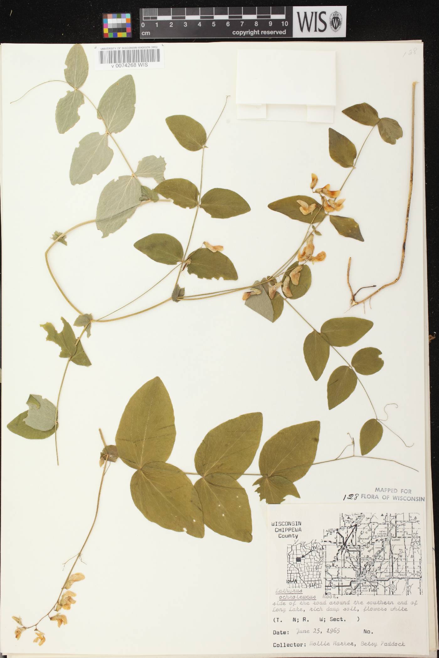 Lathyrus ochroleucus image