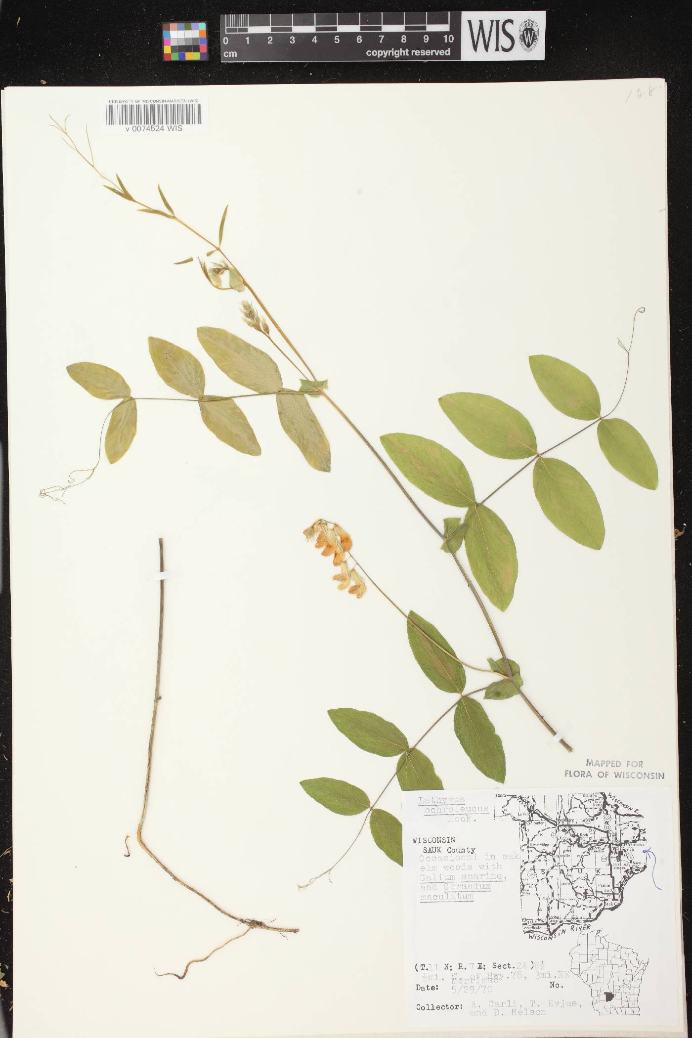 Lathyrus ochroleucus image